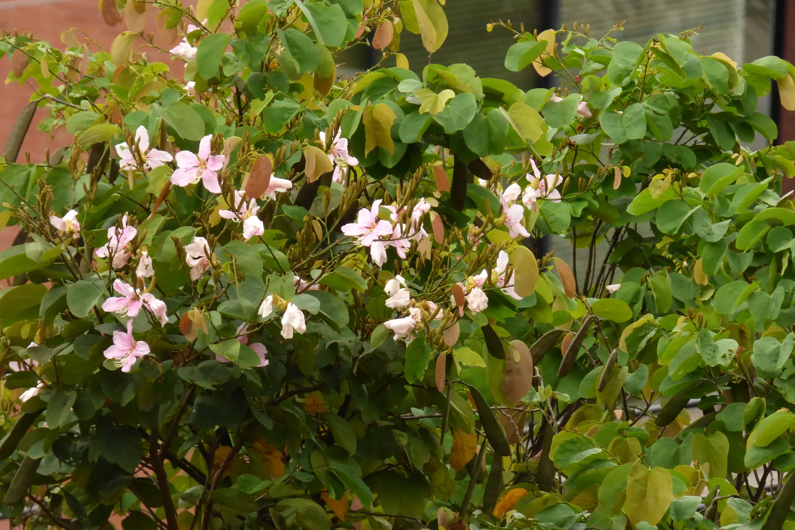 Purple Orchid Tree (Bauhinia Variegata) — generally recommended to remove deadwood and maintain shape