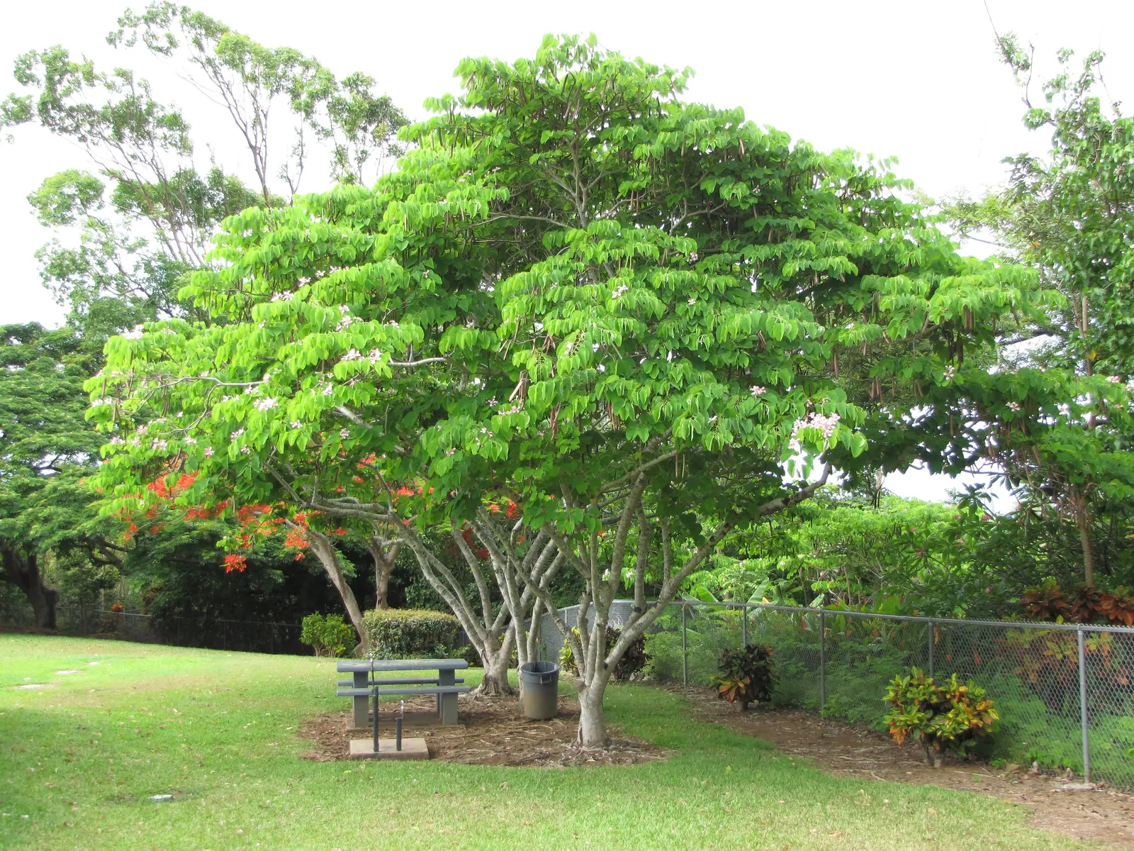 Purple Orchid Tree (Bauhinia Variegata) — 12-inch-long seed pods emerge; it flourishes in well-drained soils but adapts to various soil types, image 127