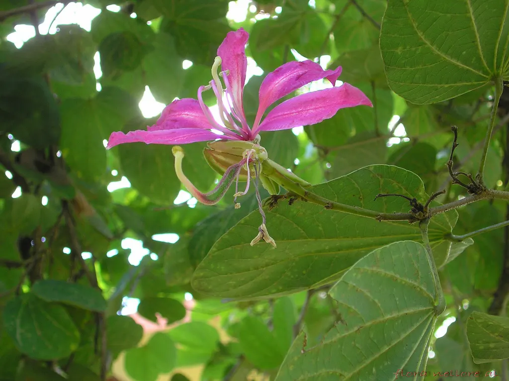 Purple Orchid Tree (Bauhinia Variegata) — tree for full or half; providing a display that both the client and their visitors will admire year after, image 84