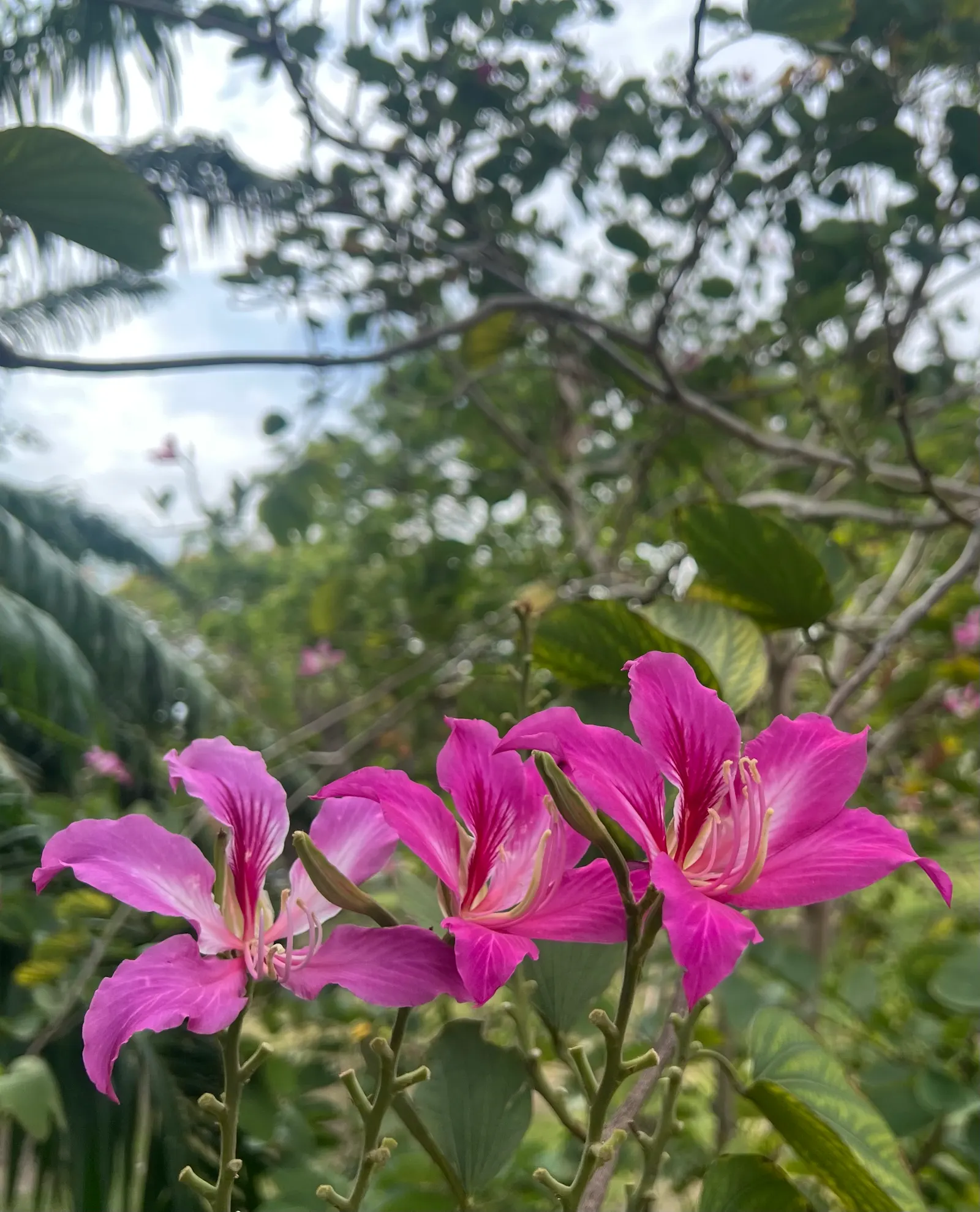 Purple Orchid Tree (Bauhinia Variegata) — This low-maintenance yet dramatic ornamental tree will be a conversation piece in any garden; providing a, image 80