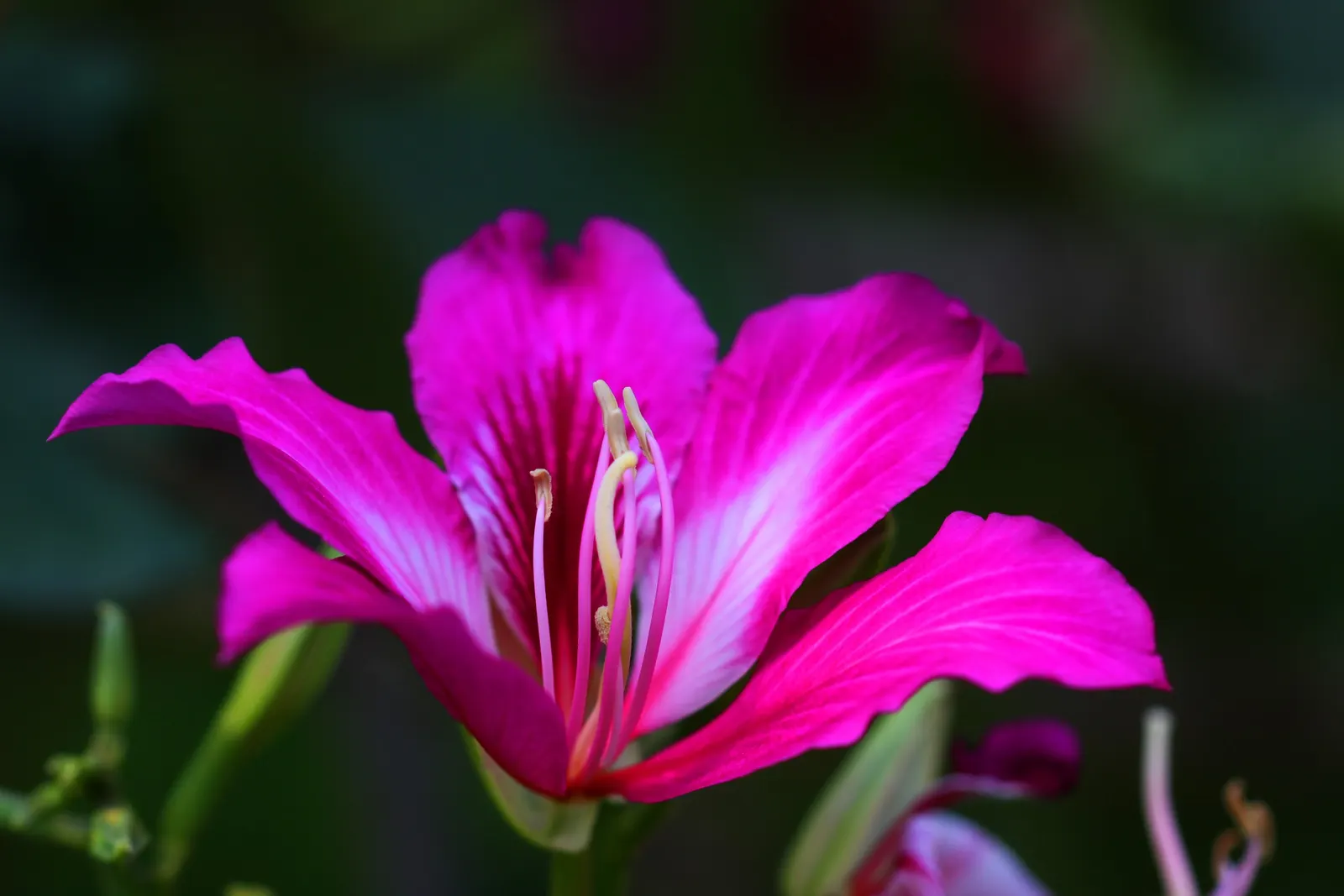 Purple Orchid Tree (Bauhinia Variegata) — This deciduous tree typically reaches a height of 20 to 40 feet with a canopy spread of 10 to 20 feet; it, image 91