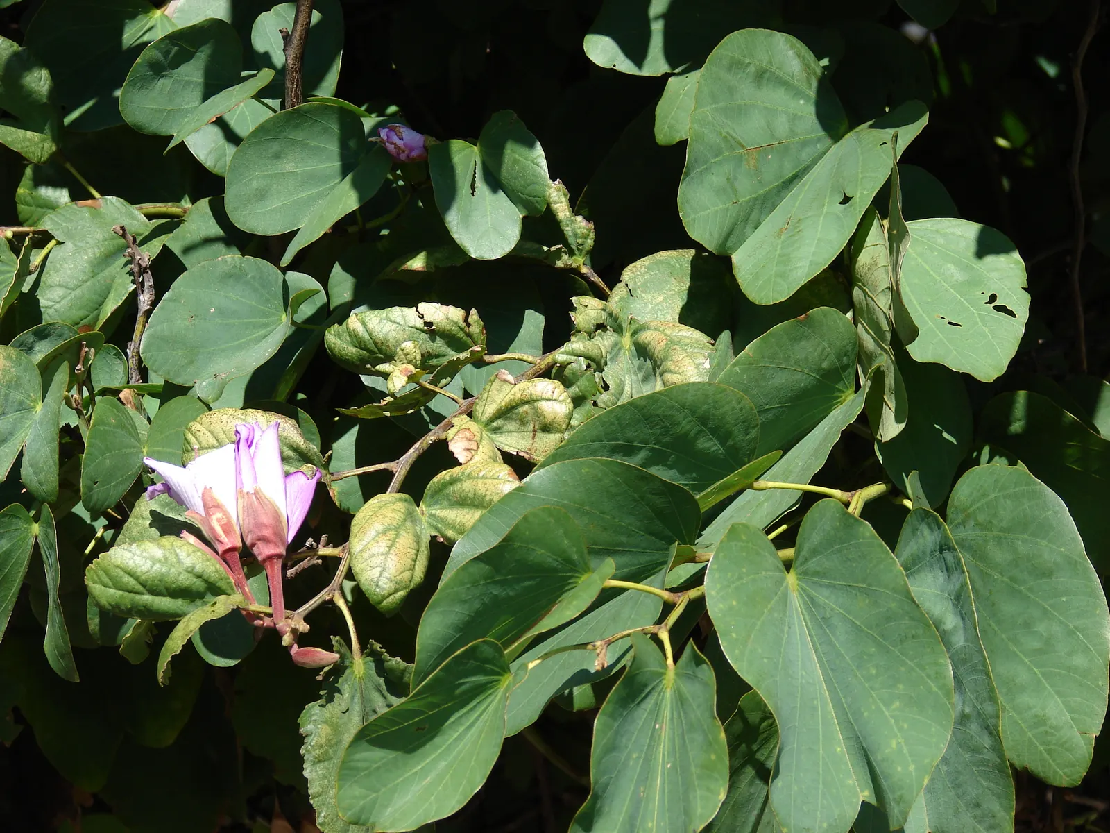 Purple Orchid Tree (Bauhinia Variegata) — is a captivating specimen renowned for its distinctive twin-lobed leaves and striking floral display, image 90