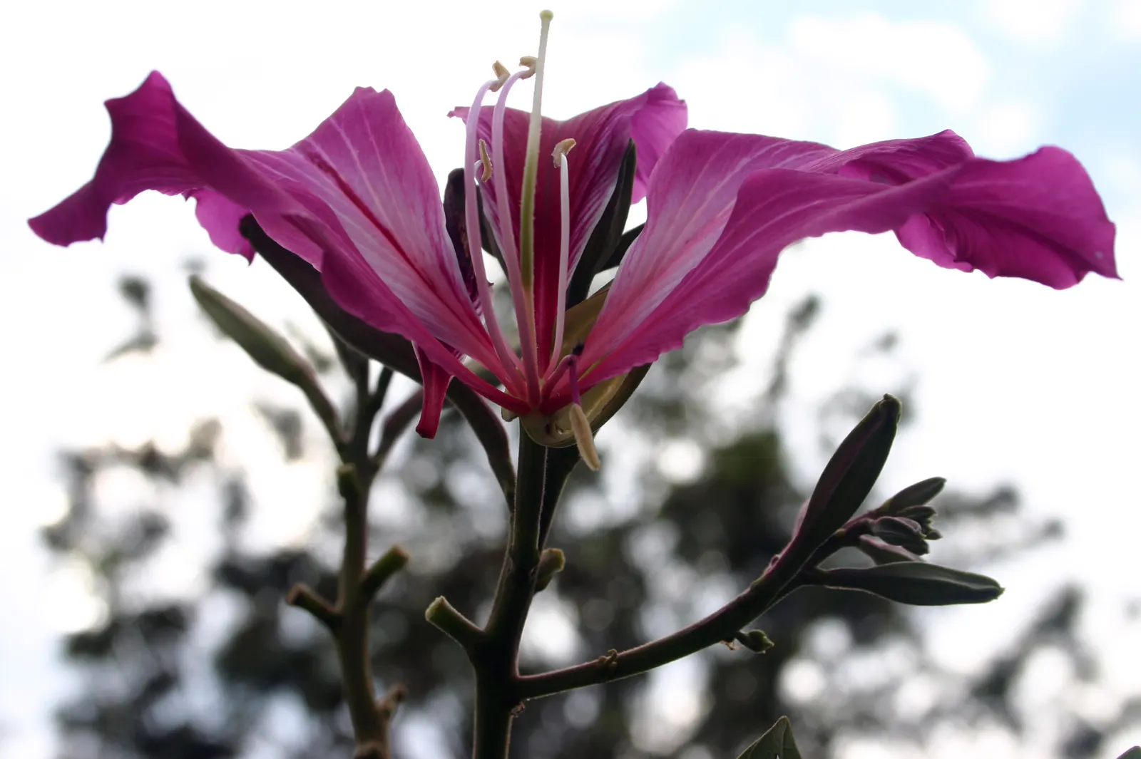 Purple Orchid Tree (Bauhinia Variegata) — This low-maintenance yet dramatic ornamental tree will be a conversation piece in any garden; providing a, image 108