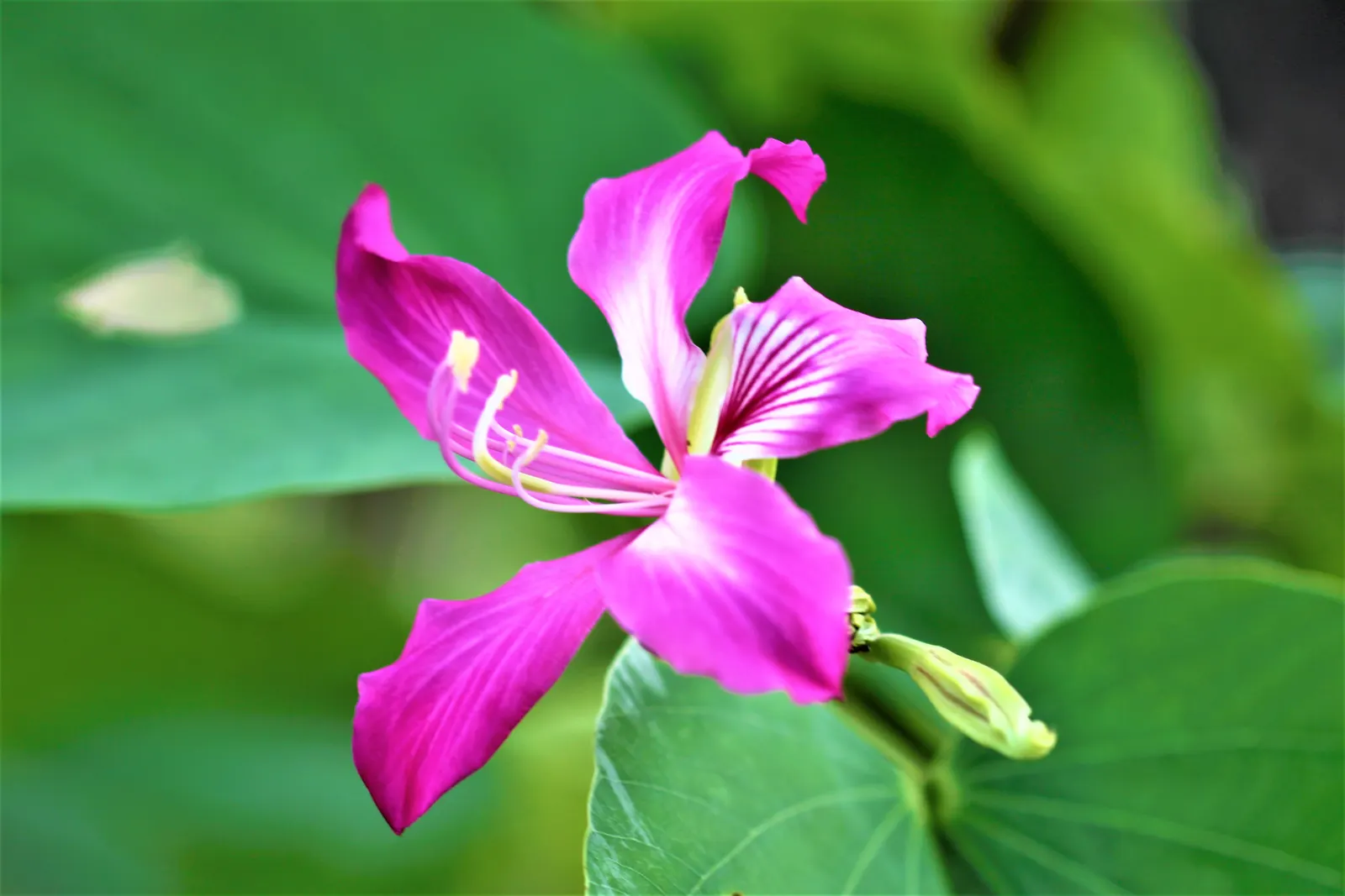 Purple Orchid Tree (Bauhinia Variegata) — tree with pink blooms; it flourishes in well-drained soils but adapts to various soil types, image 83