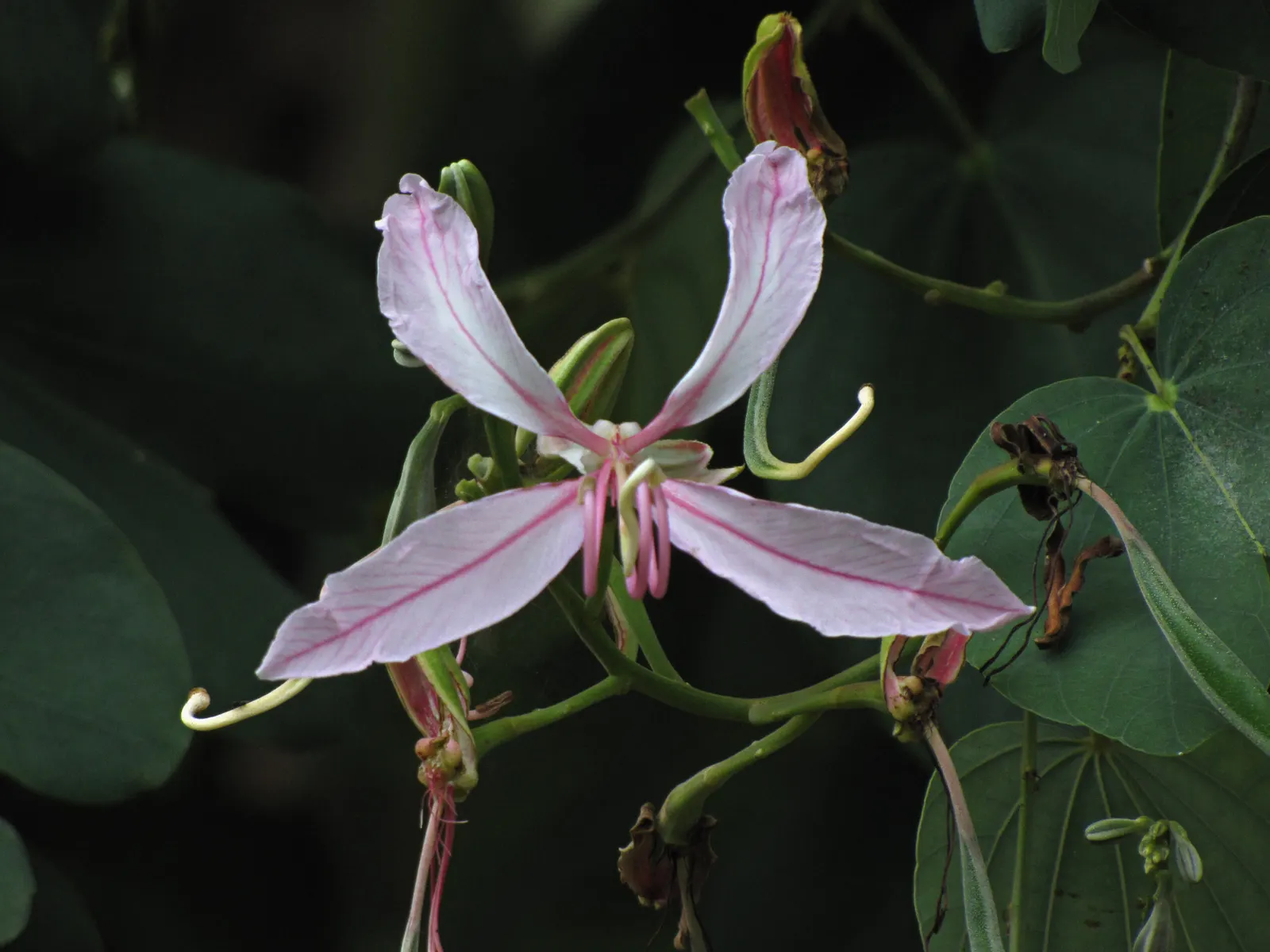Purple Orchid Tree (Bauhinia Variegata) — five-petaled blossoms enveloping the canopy; providing a display that both the client and their visitors, image 96