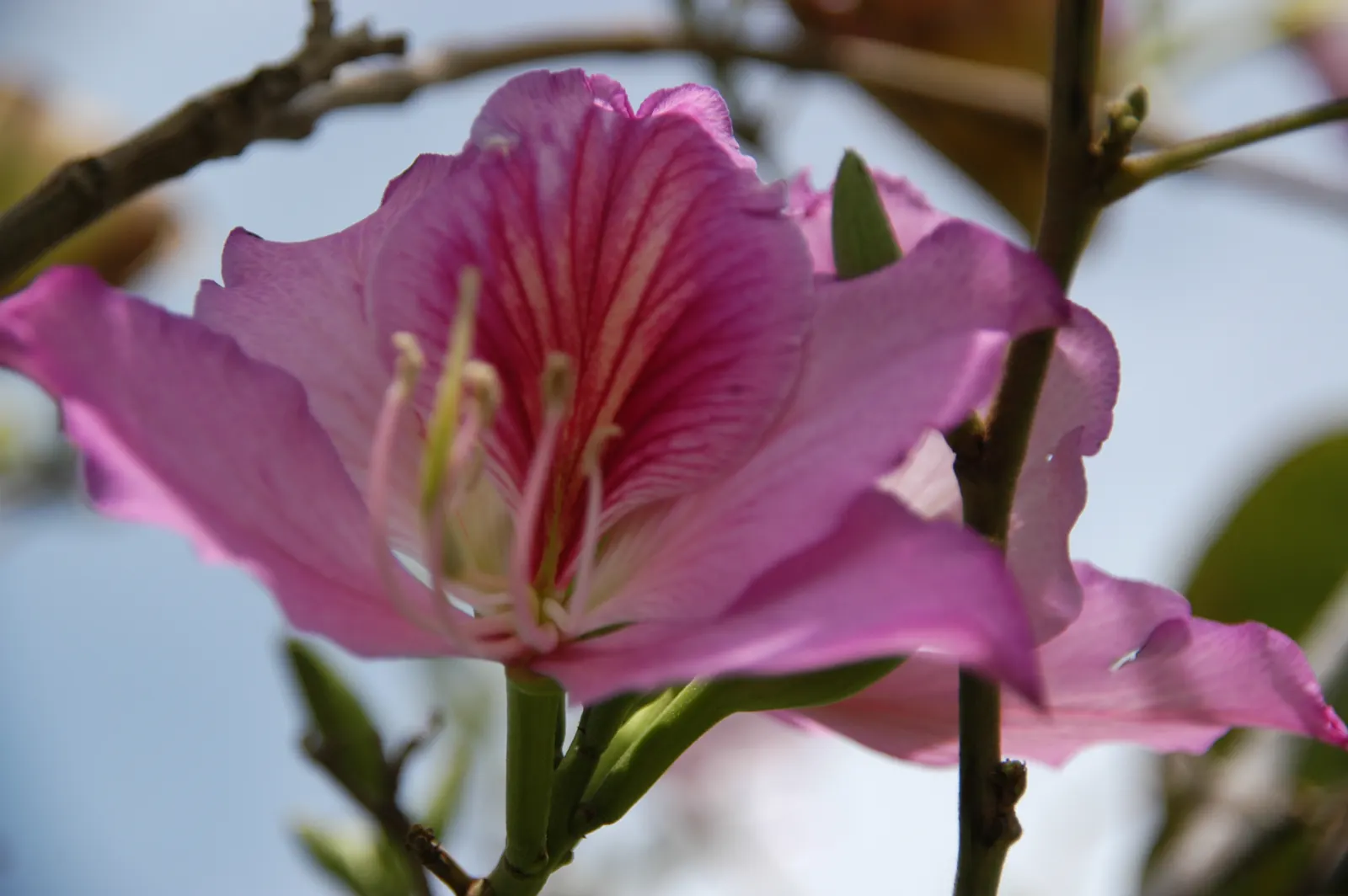Purple Orchid Tree (Bauhinia Variegata) — This tree is remarkably versatile; providing a display that both the client and their visitors will, image 76
