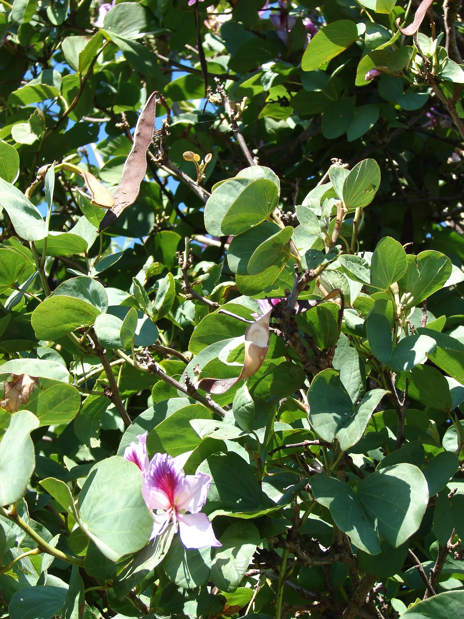 Purple Orchid Tree (Bauhinia Variegata) — maturing to a dark brown in the fall.<br><br>Thriving in USDA hardiness zones 9 through 11; providing a, image 72
