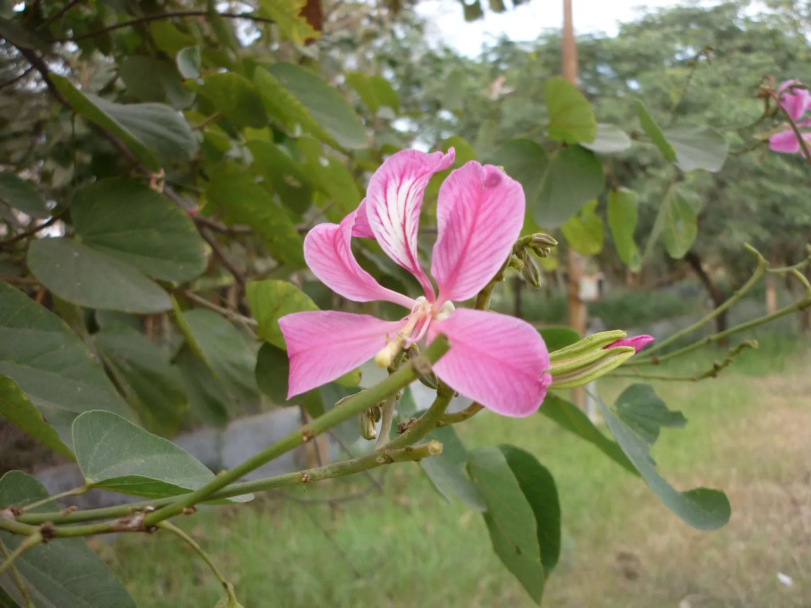 Purple Orchid Tree (Bauhinia Variegata) — reaching up to 20-40 feet in height with a canopy spread of 10-20 feet; vibrant green hue throughout the, image 114