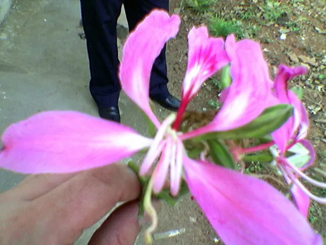Purple Orchid Tree (Bauhinia Variegata) — 12-inch-long seed pods emerge; it flourishes in well-drained soils but adapts to various soil types, image 99