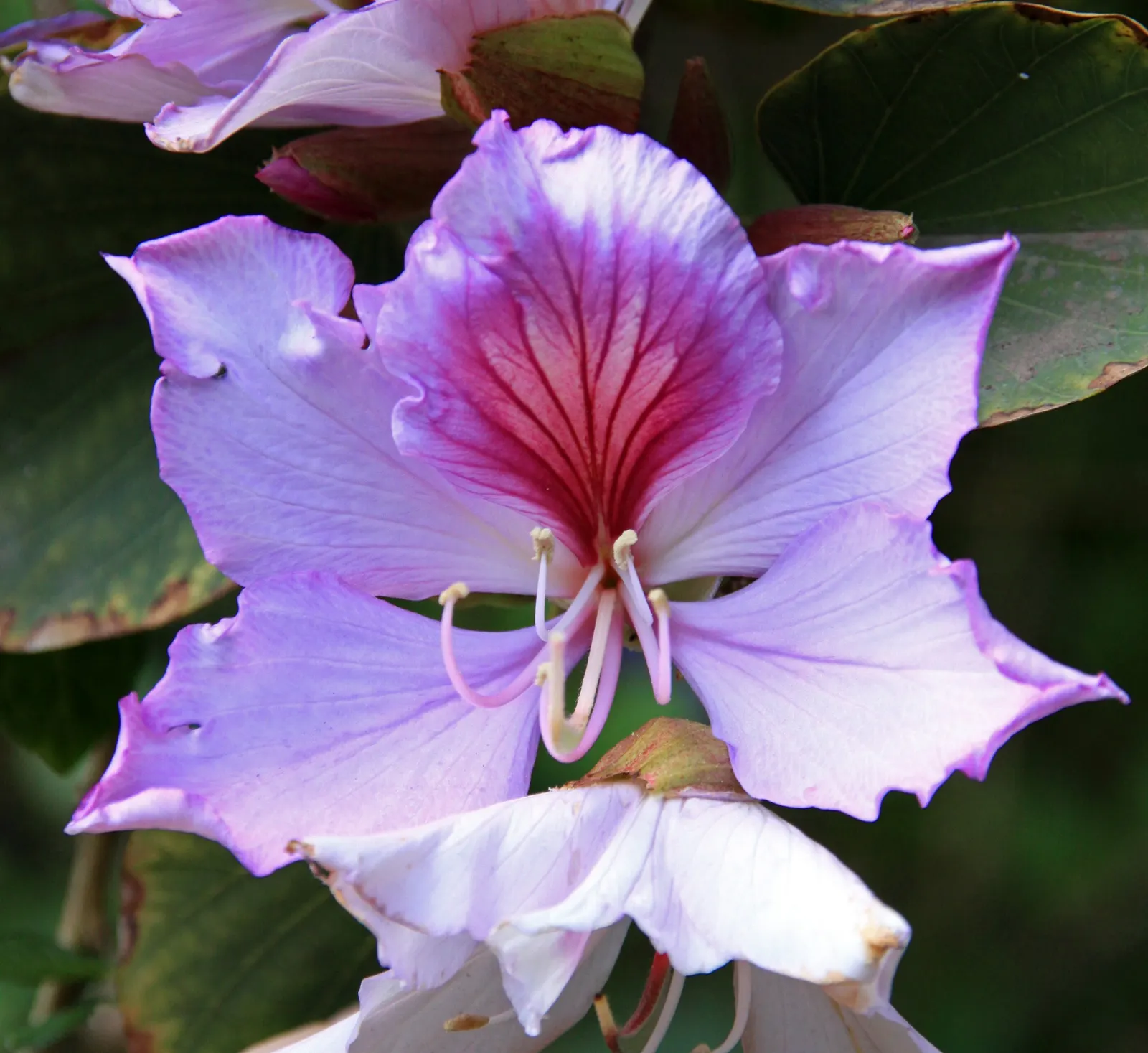 Purple Orchid Tree (Bauhinia Variegata) — and purple with hints of a contrasting yellow or white center; vibrant green hue throughout the growing, image 98