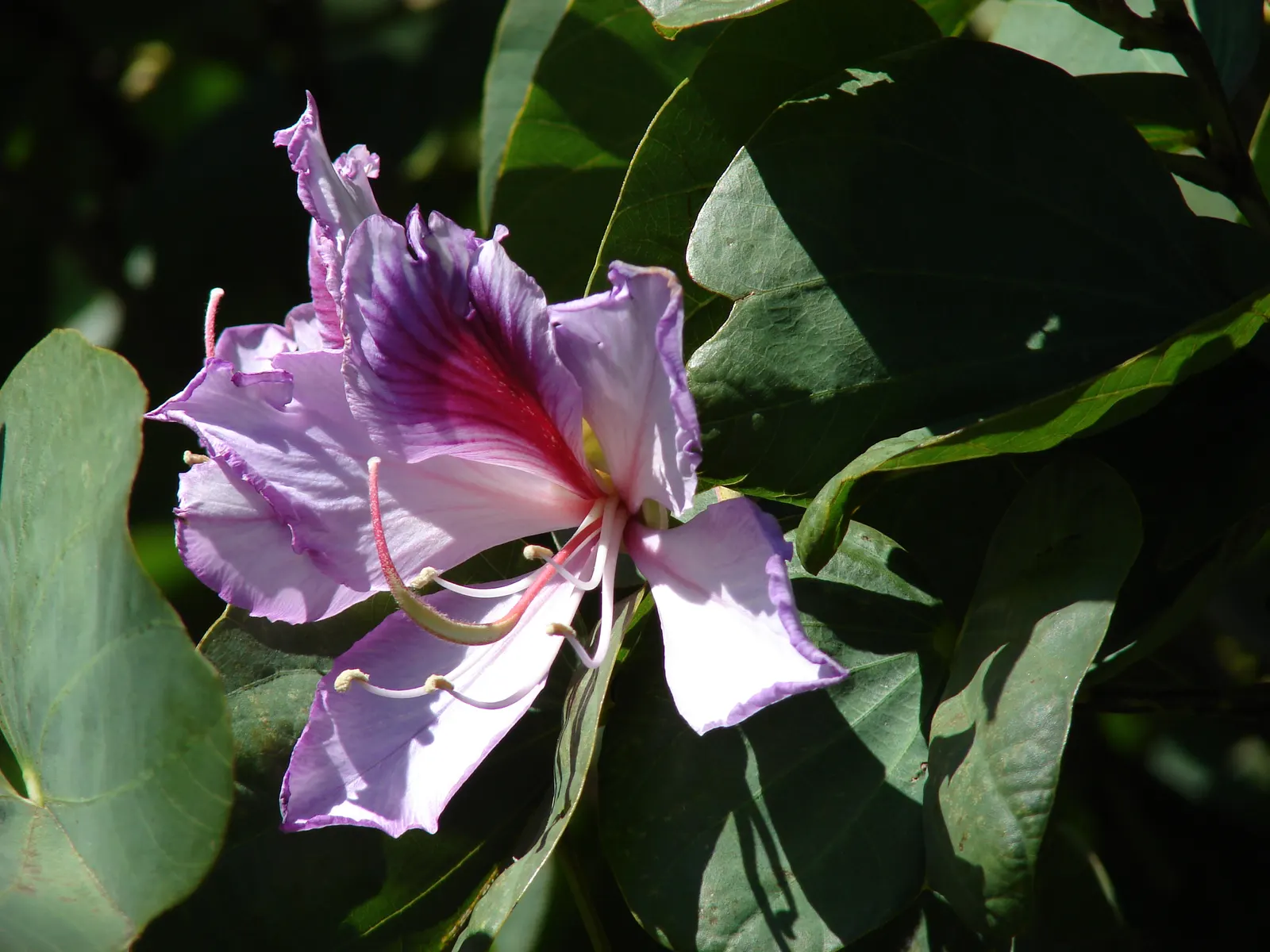 Purple Orchid Tree (Bauhinia Variegata) — reaching up to 20-40 feet in height with a canopy spread of 10-20 feet; vibrant green hue throughout the, image 86