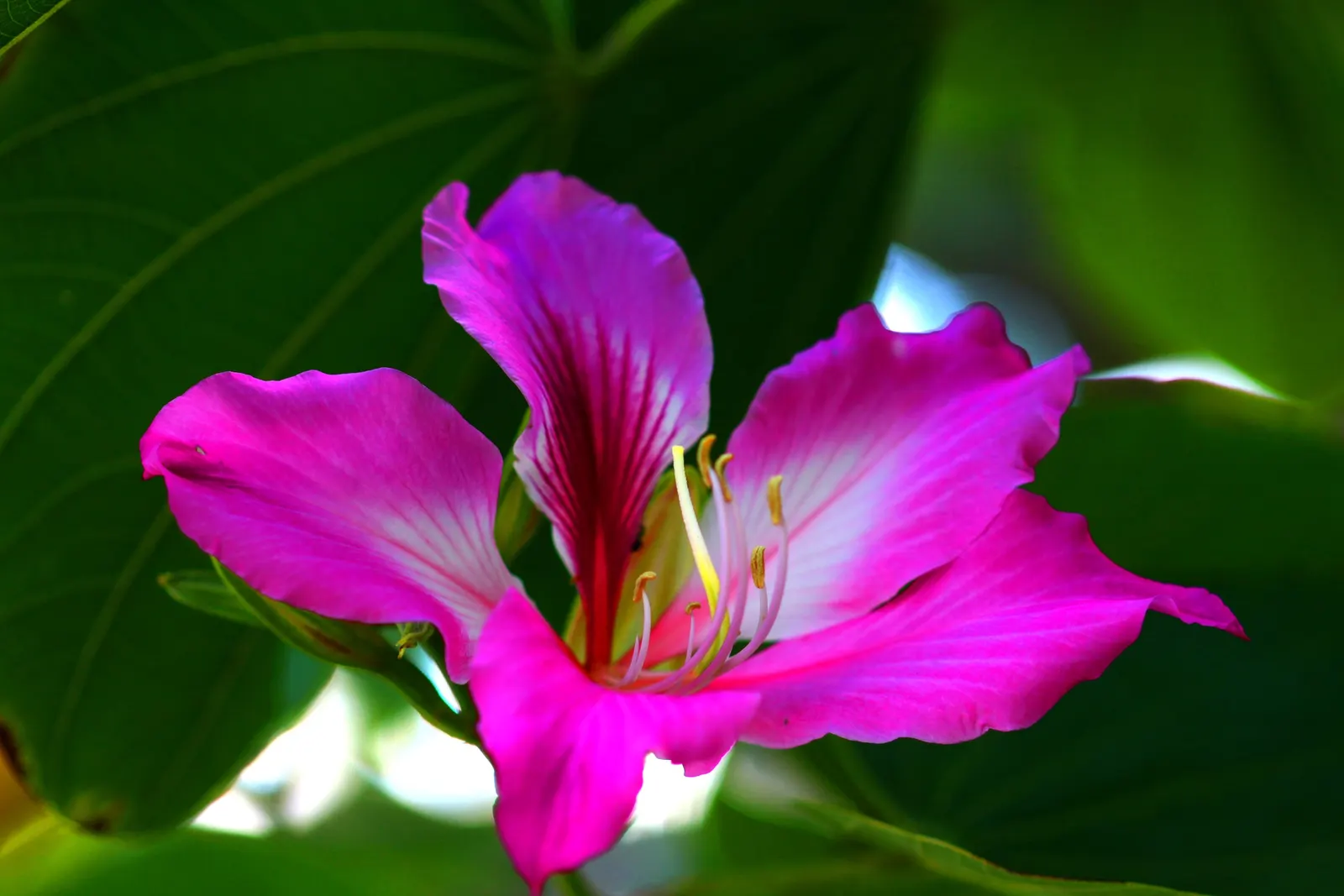 Purple Orchid Tree (Bauhinia Variegata) — Prefers full sun to partial shade and adapts to various soil types, adding both aesthetic and ecological, image 89