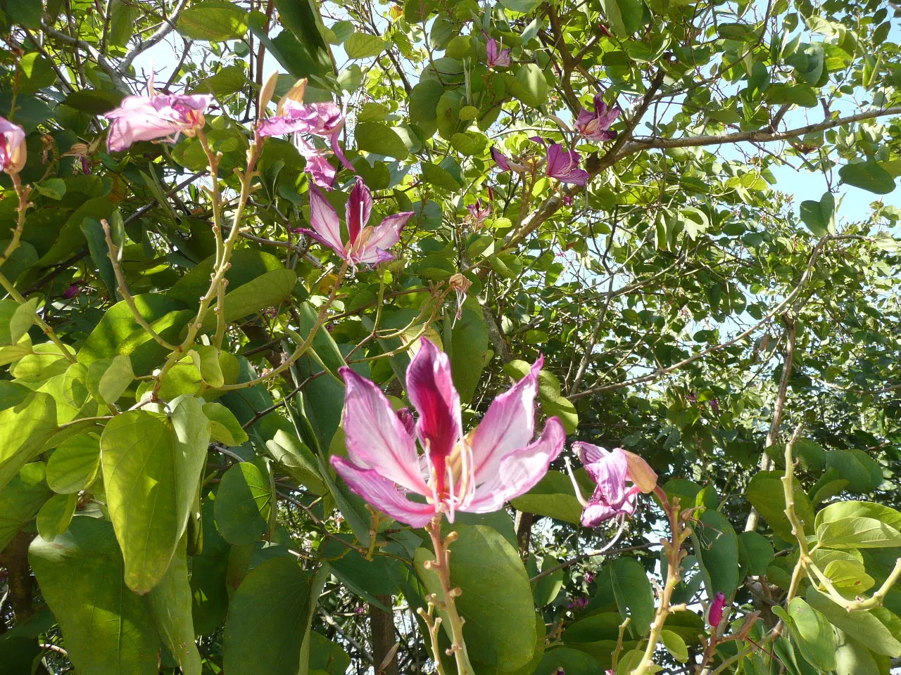Purple Orchid Tree (Bauhinia Variegata) — tree with pink blooms; it flourishes in well-drained soils but adapts to various soil types