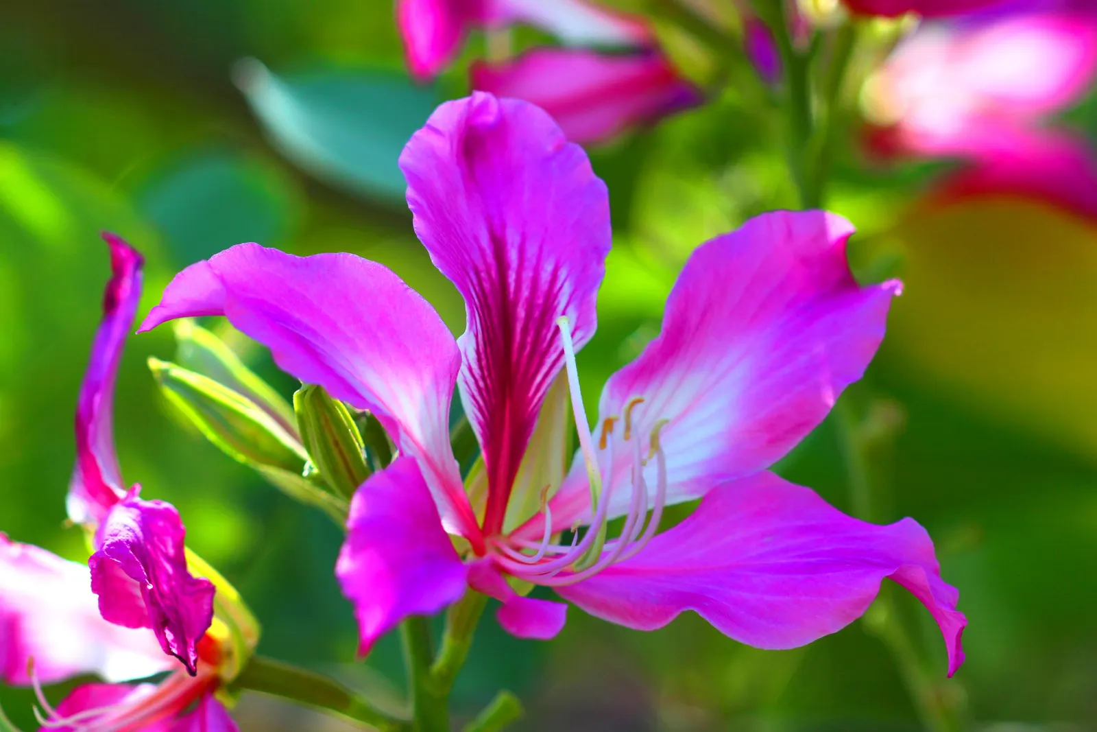 Purple Orchid Tree (Bauhinia Variegata) — providing a display that both the client and their visitors will admire year after year; this tree offers, image 81