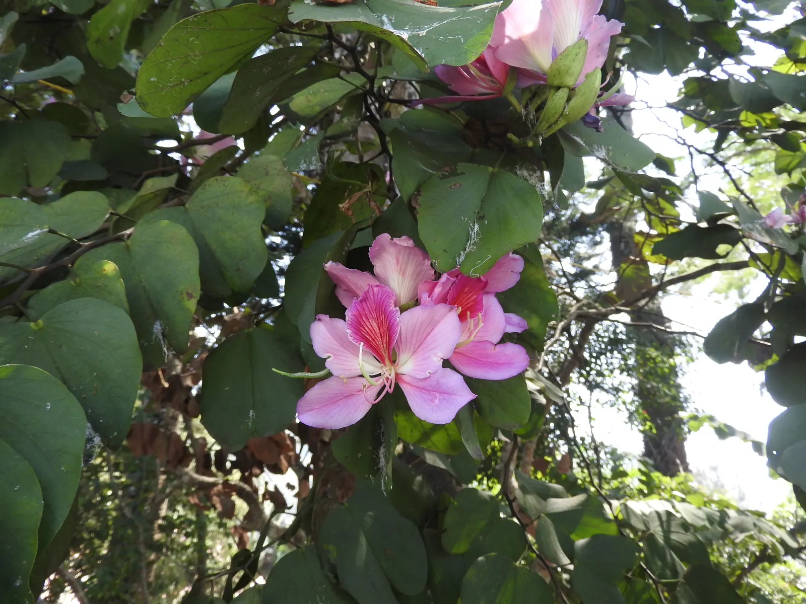 Purple Orchid Tree (Bauhinia Variegata) — and purple with hints of a contrasting yellow or white center; vibrant green hue throughout the growing, image 126