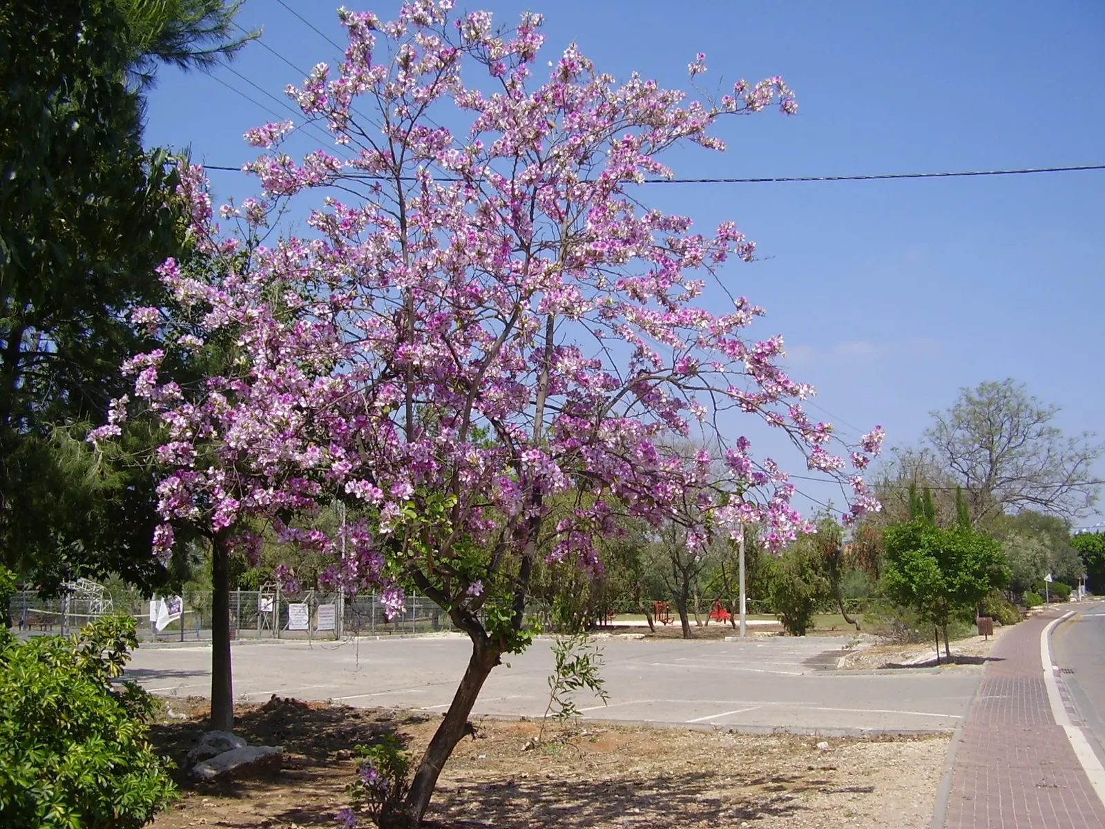 Purple Orchid Tree (Bauhinia Variegata) — Known for its distinctive twin-lobed leaves and brilliant orchid-like flowers that bloom in spring; it, image 87