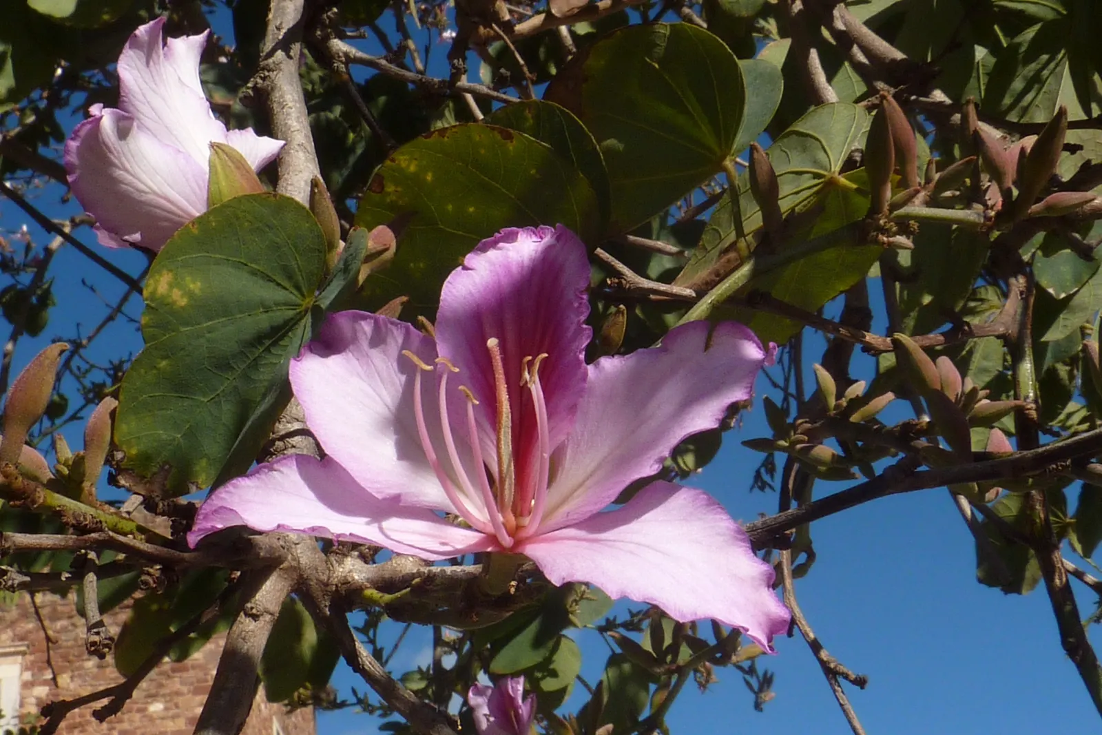 Purple Orchid Tree (Bauhinia Variegata) — suitable for accent or specimen planting and urban gardens.<br><br>Noteworthy for its moderate growth, image 77