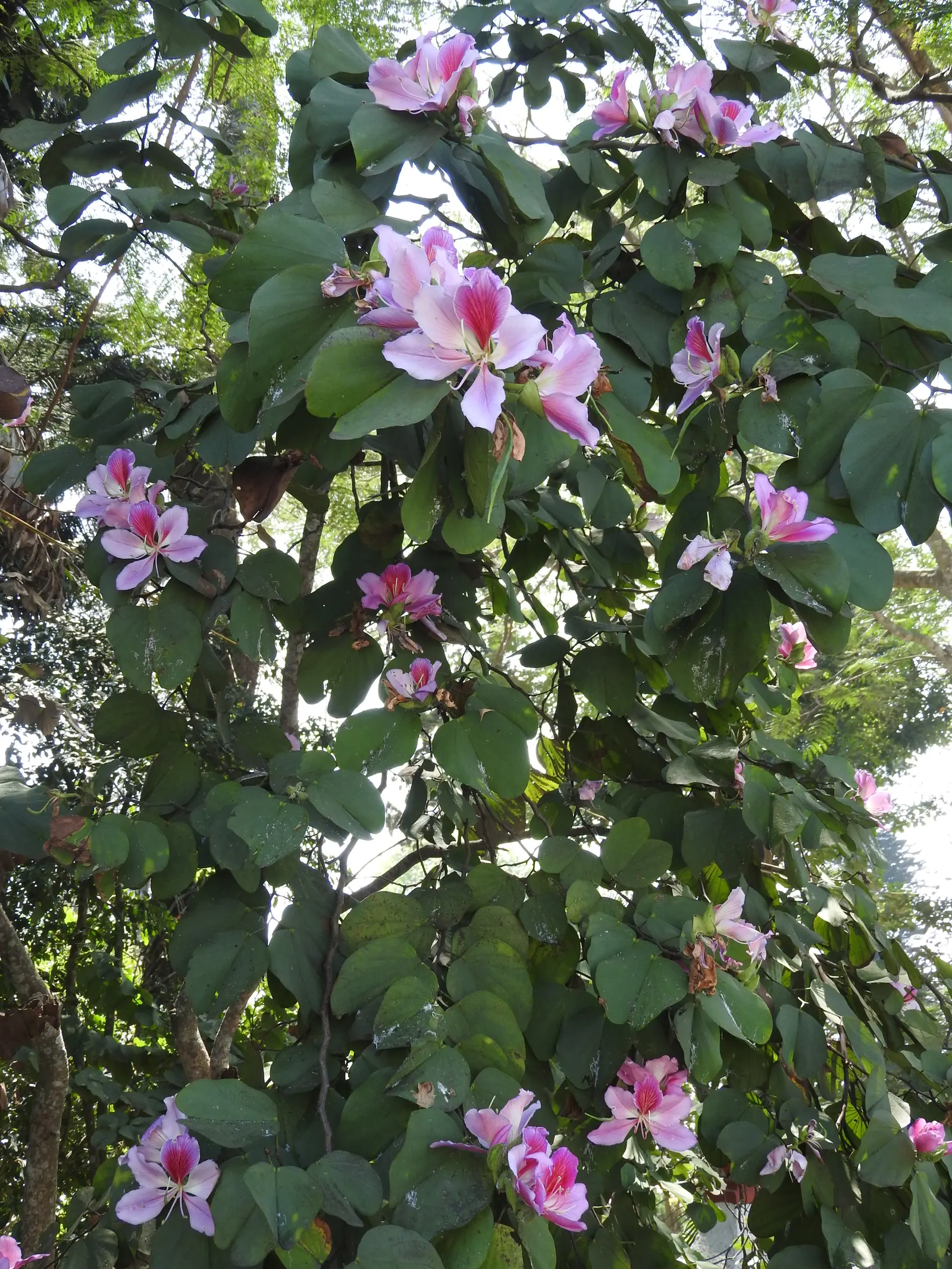 Purple Orchid Tree (Bauhinia Variegata) — These exquisite flowers span 3 to 5 inches in diameter and boast a palette blending lavender; this tree, image 125