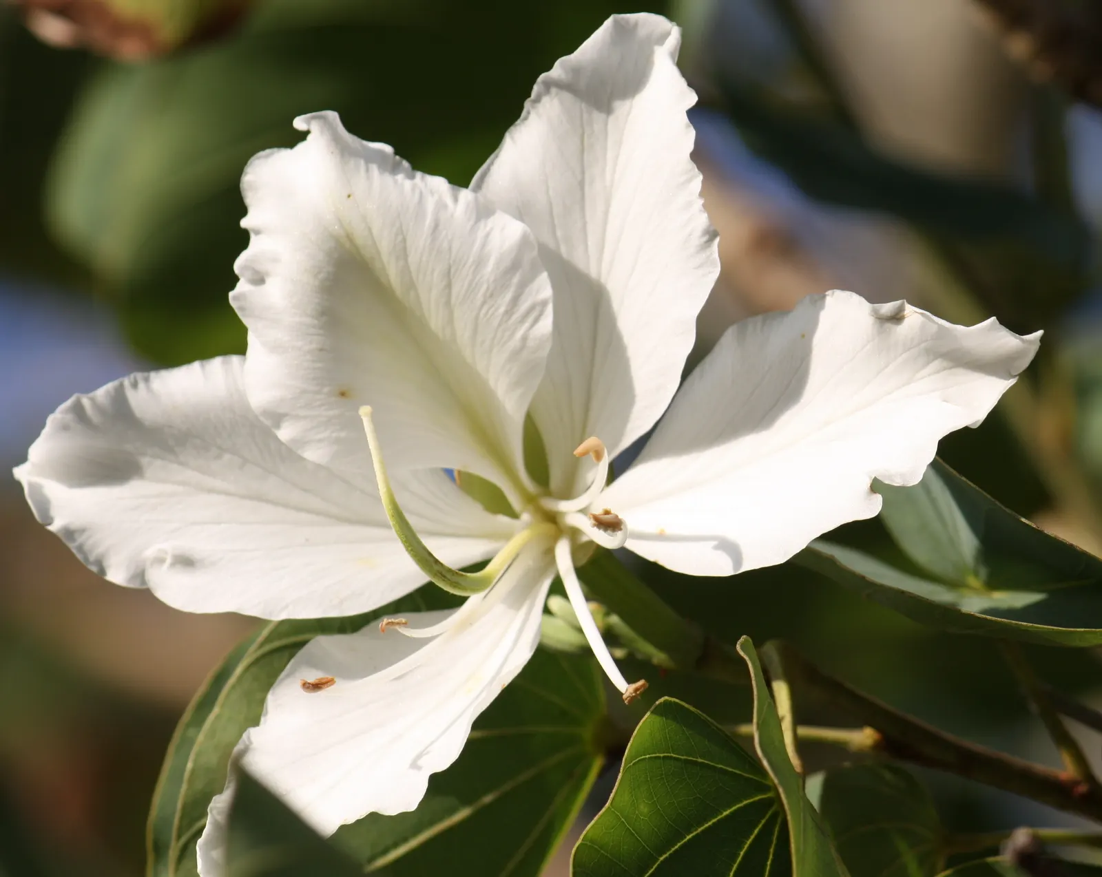 Purple Orchid Tree (Bauhinia Variegata) — The Purple Orchid Tree (Bauhinia variegata) is a stunning deciduous tree; this tree offers a spectacular, image 57