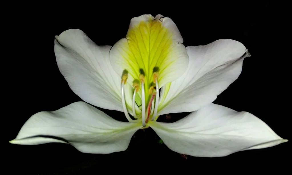 Purple Orchid Tree (Bauhinia Variegata) — vibrant green hue throughout the growing season.<br><br>Spring unveils the Purple Orchid Tree's true, image 67