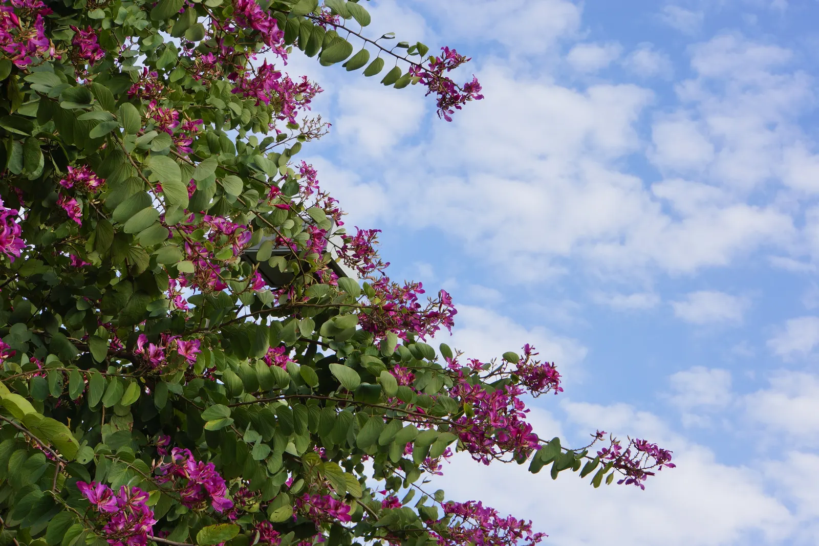 Purple Orchid Tree (Bauhinia Variegata) — maturing to a dark brown in the fall.<br><br>Thriving in USDA hardiness zones 9 through 11; providing a, image 128