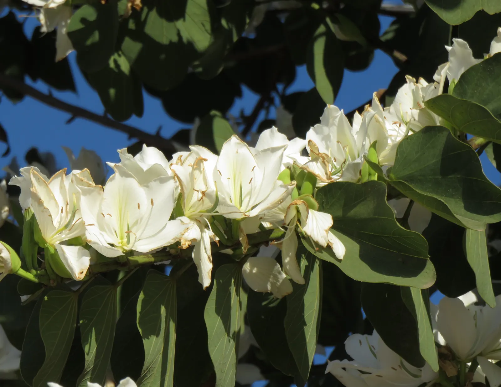 Purple Orchid Tree (Bauhinia Variegata) — generally recommended to remove deadwood and maintain shape; it flourishes in well-drained soils but, image 79