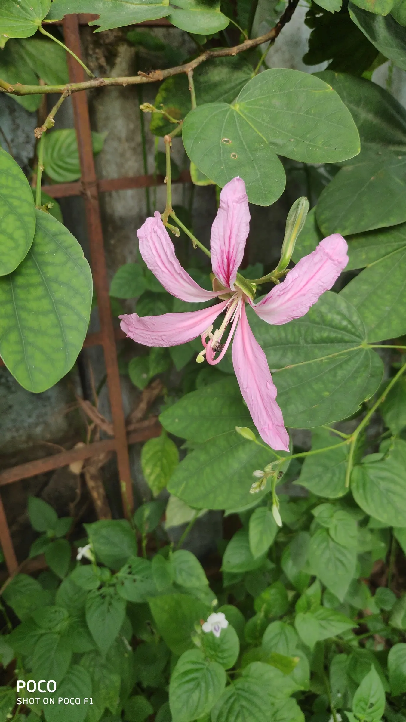 Purple Orchid Tree (Bauhinia Variegata) — These exquisite flowers span 3 to 5 inches in diameter and boast a palette blending lavender; this tree, image 97