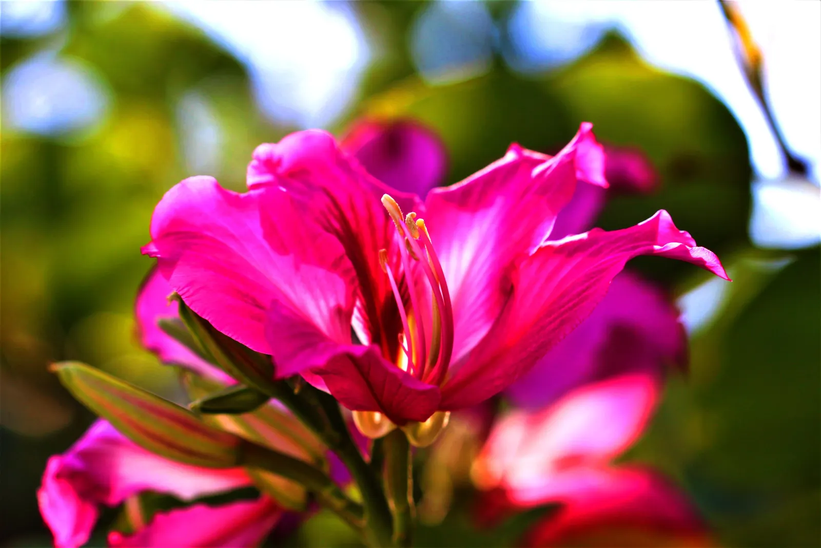 Purple Orchid Tree (Bauhinia Variegata) — maturing to a dark brown in the fall.<br><br>Thriving in USDA hardiness zones 9 through 11; providing a, image 100