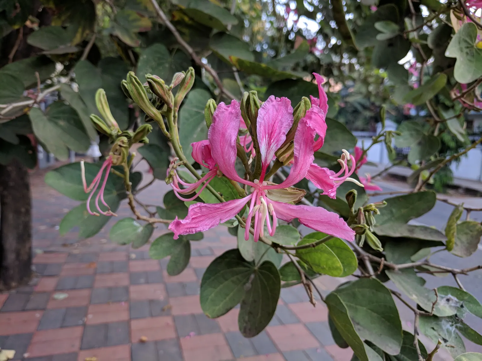 Purple Orchid Tree (Bauhinia Variegata) — pink flowers in the garden; vibrant green hue throughout the growing season.<br><br>Spring unveils the, image 82