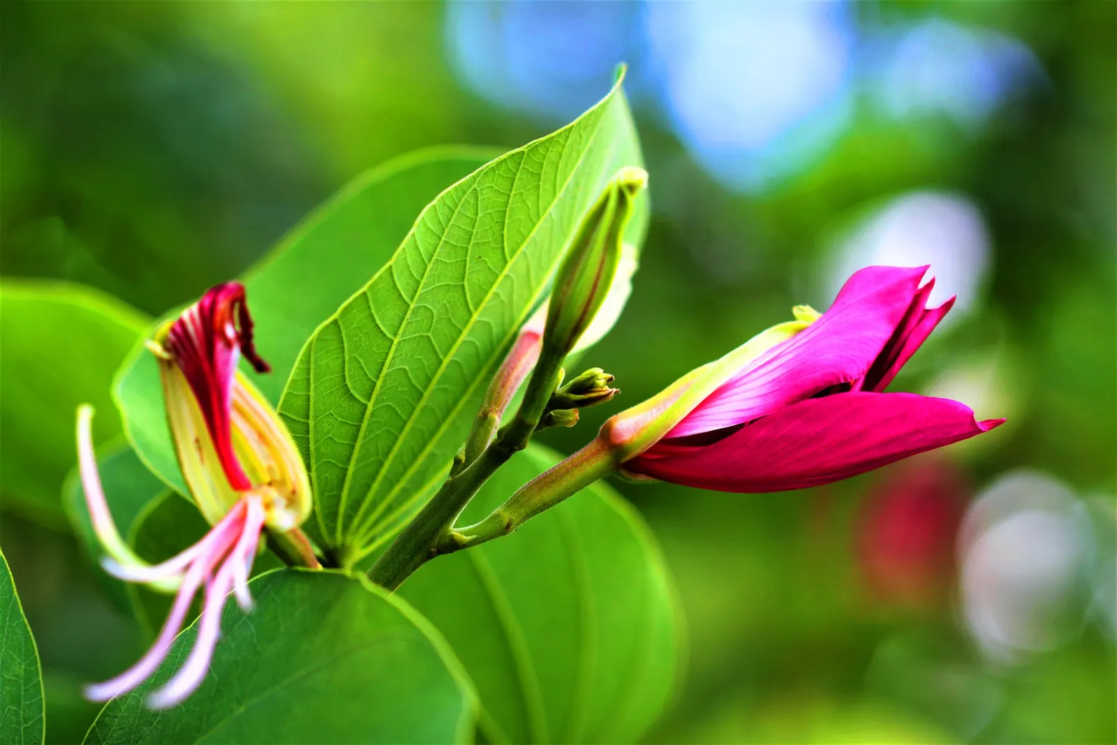 Purple Orchid Tree (Bauhinia Variegata) — vibrant green hue throughout the growing season.<br><br>Spring unveils the Purple Orchid Tree's true, image 95