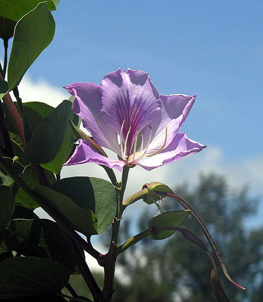 Purple Orchid Tree (Bauhinia Variegata) — ranges from 4 to 6 inches in width and exhibits a fresh; vibrant green hue throughout the growing, image 66