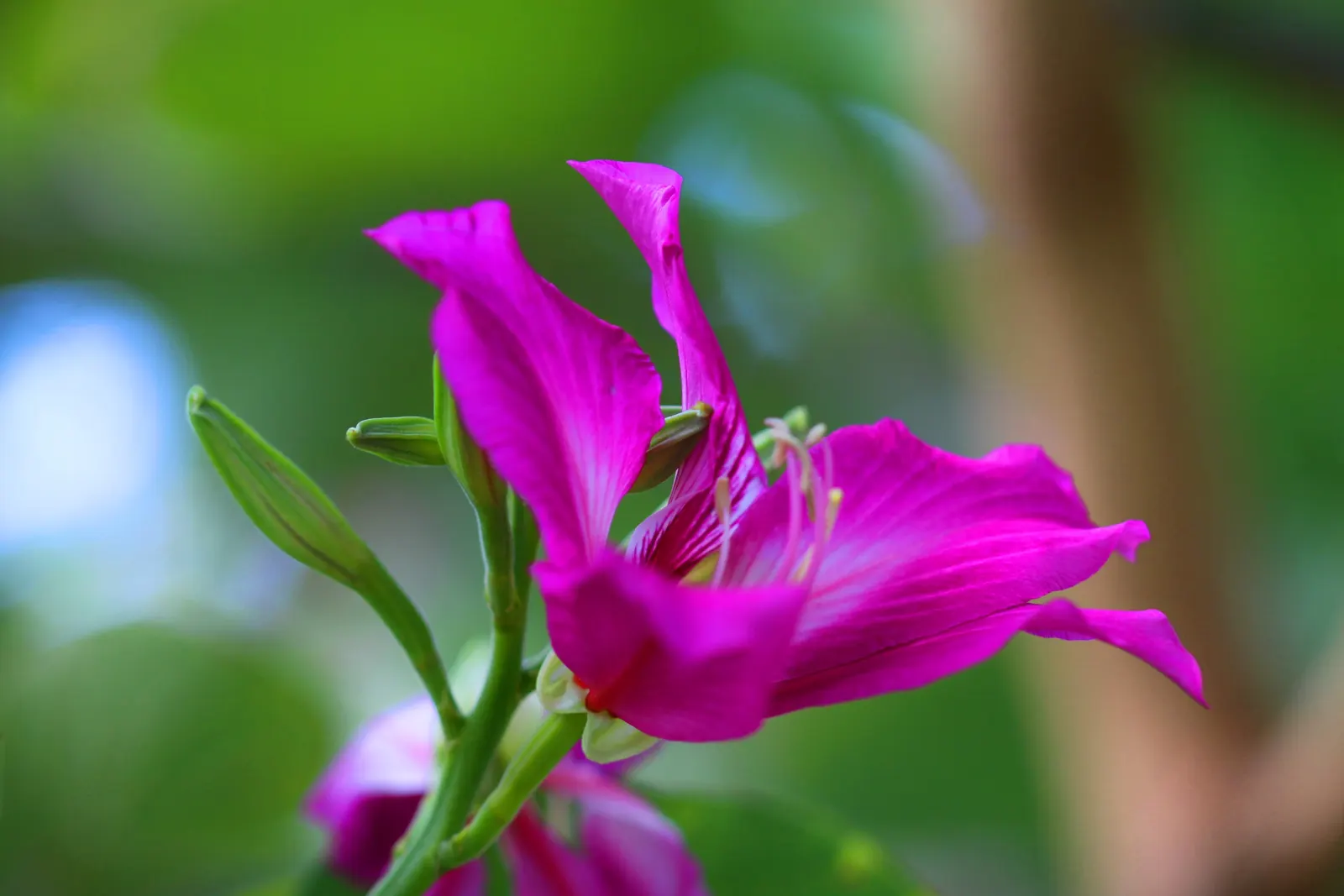 Purple Orchid Tree (Bauhinia Variegata) — this tree offers a spectacular purple splash to any landscape; providing a display that both the client, image 60