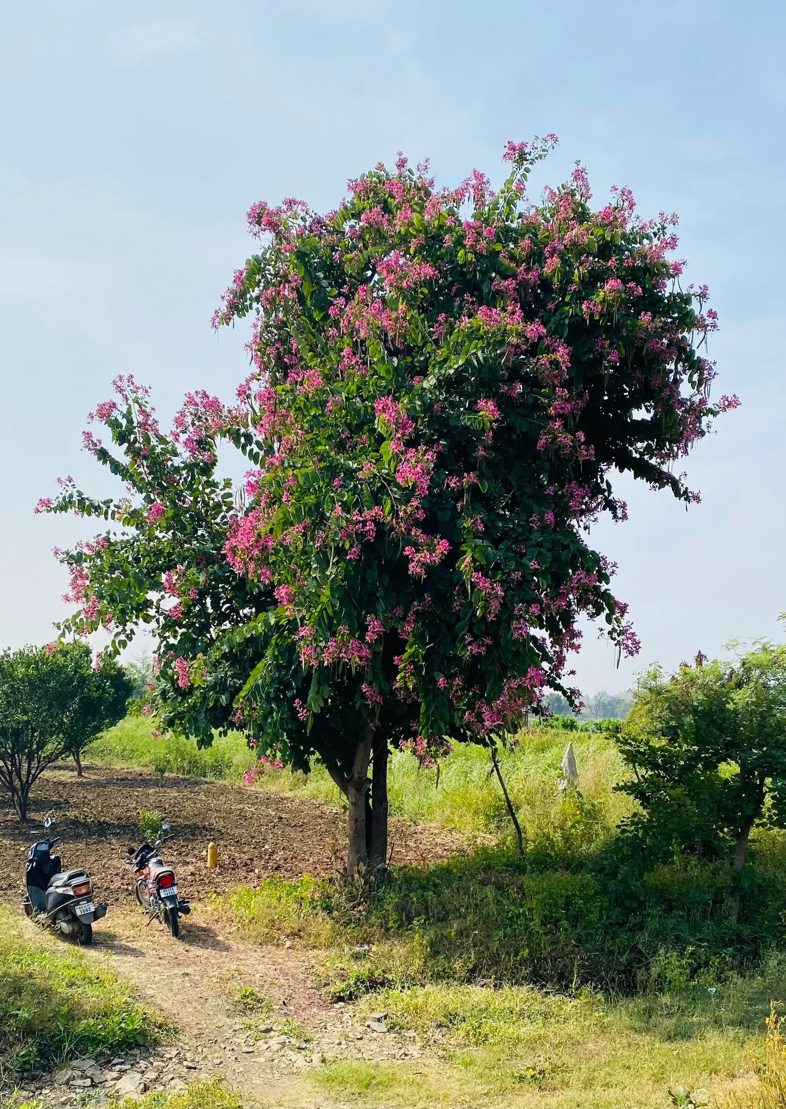 Purple Orchid Tree (Bauhinia Variegata) — This deciduous tree typically reaches a height of 20 to 40 feet with a canopy spread of 10 to 20 feet; it, image 63