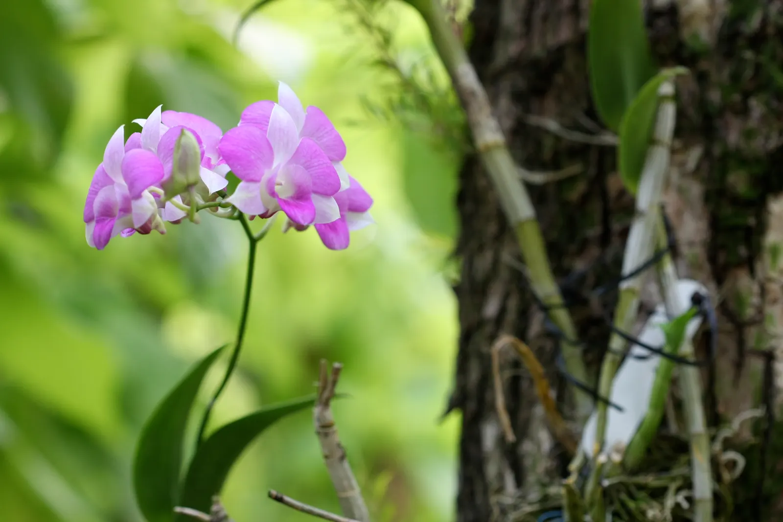 Purple Orchid Tree (Bauhinia Variegata) — tree for full or half; providing a display that both the client and their visitors will admire year after year