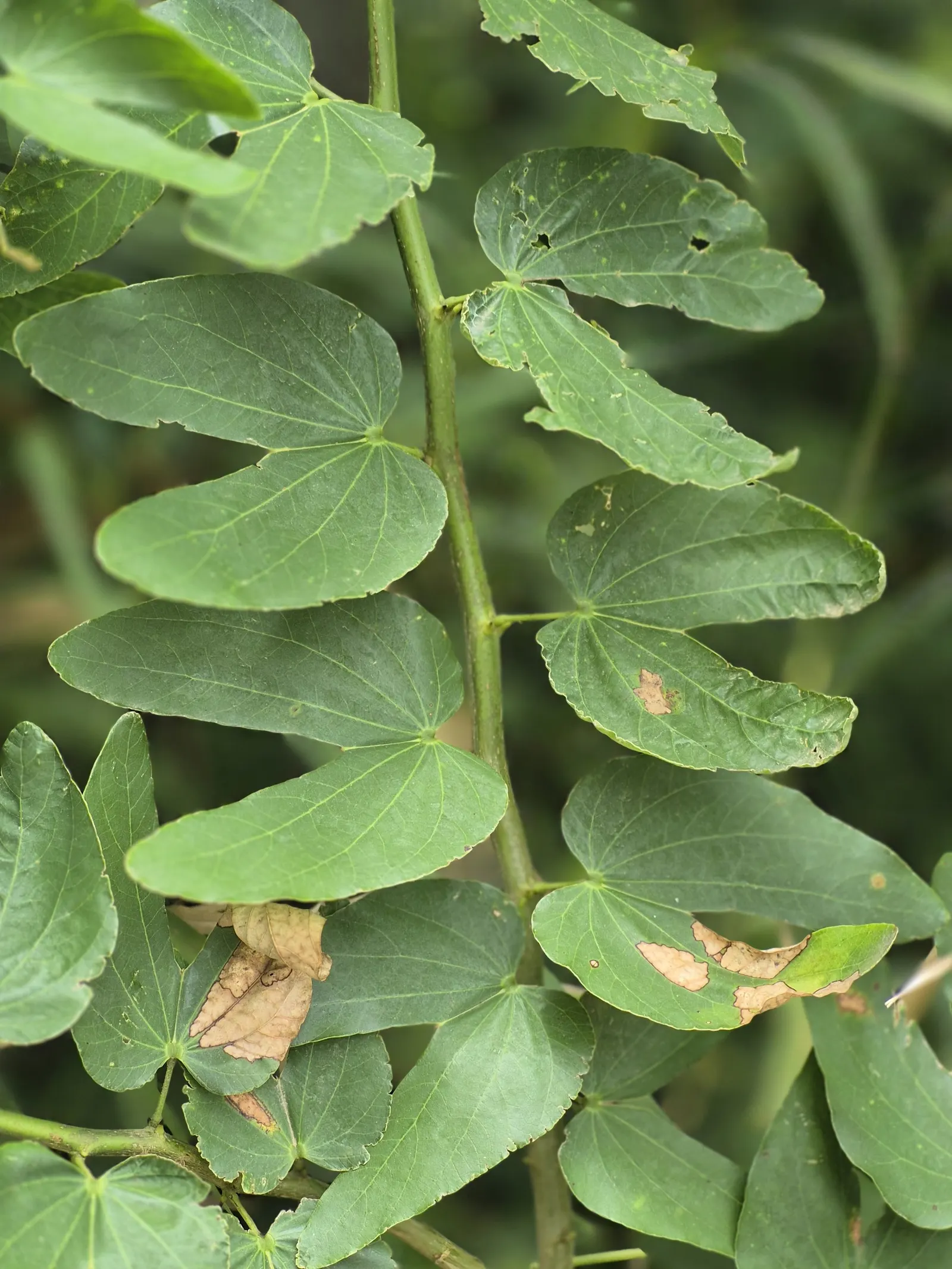 Purple Orchid Tree (Bauhinia Variegata) — displaying moderate drought tolerance once established; it flourishes in well-drained soils but adapts to, image 75