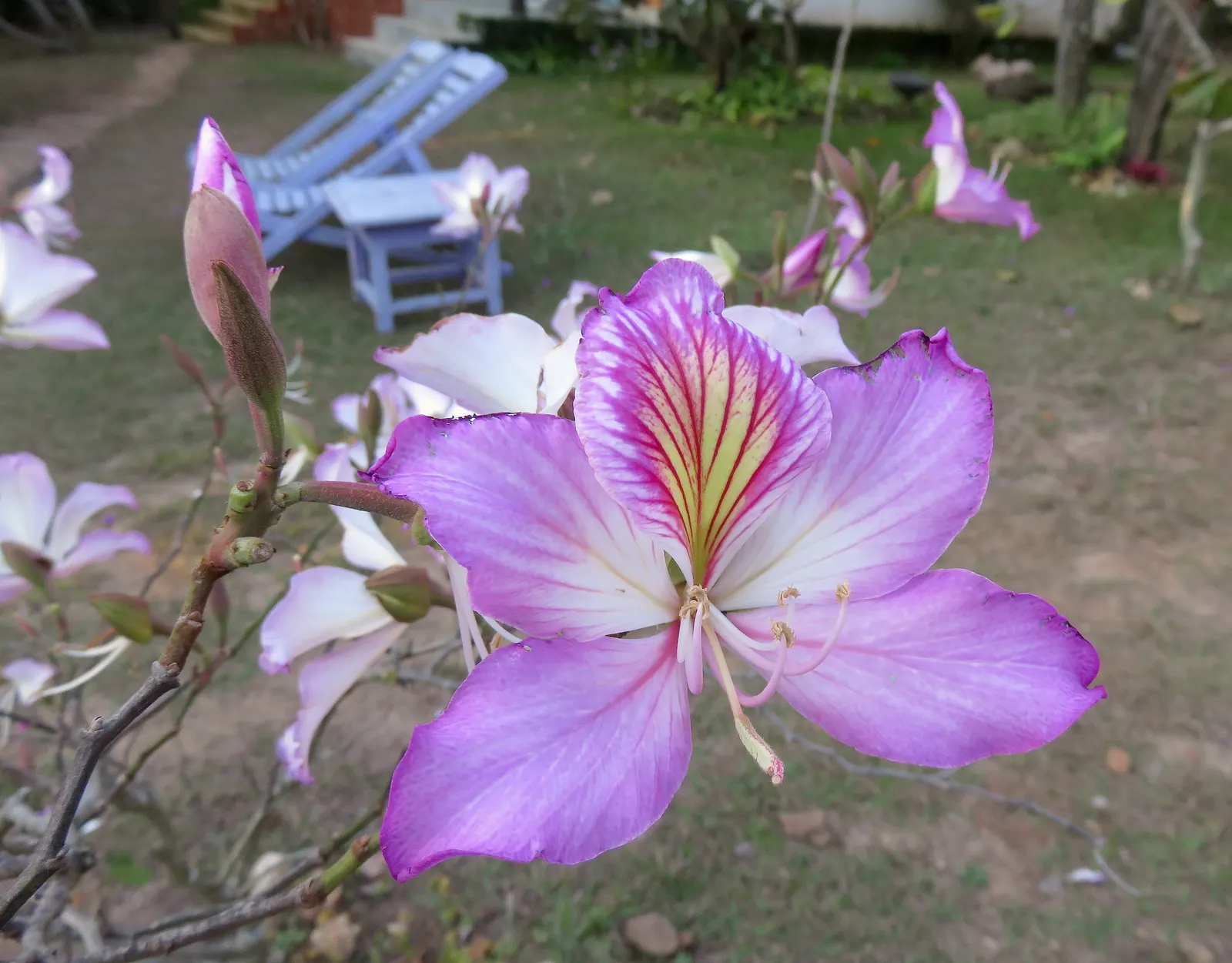 Purple Orchid Tree (Bauhinia Variegata) — pink flowers in the garden; vibrant green hue throughout the growing season.<br><br>Spring unveils the Purple Orchid