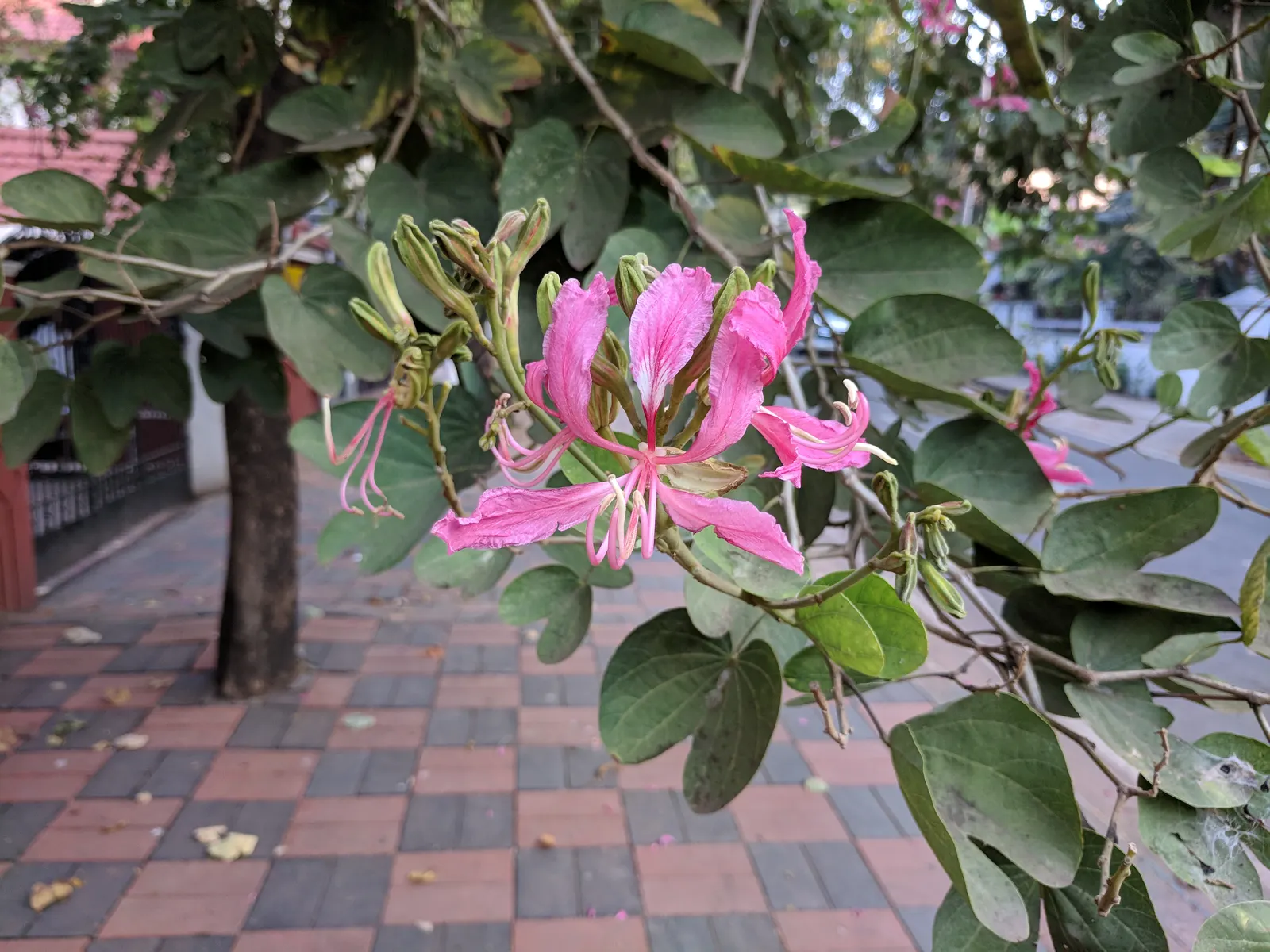 Purple Orchid Tree (Bauhinia Variegata) — Bauhinia variegata requires full sun to partial shade; this tree offers a spectacular purple splash to, image 101