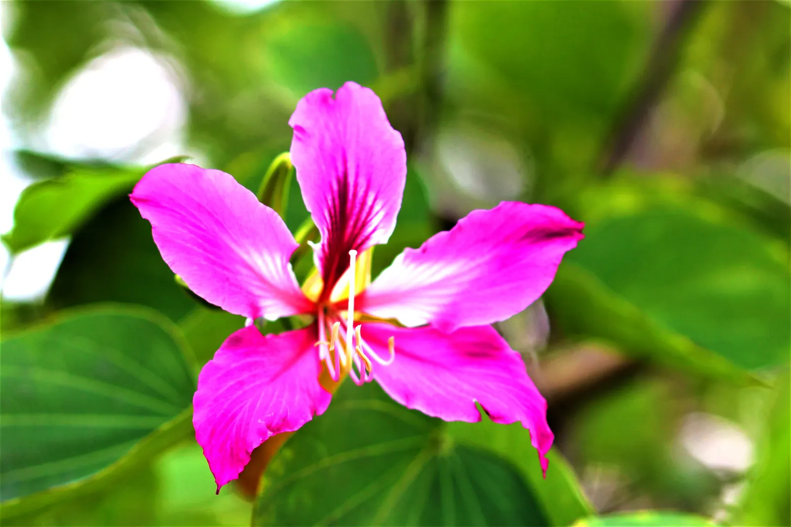 Purple Orchid Tree (Bauhinia Variegata) — reaching up to 20-40 feet in height with a canopy spread of 10-20 feet; vibrant green hue throughout the, image 58