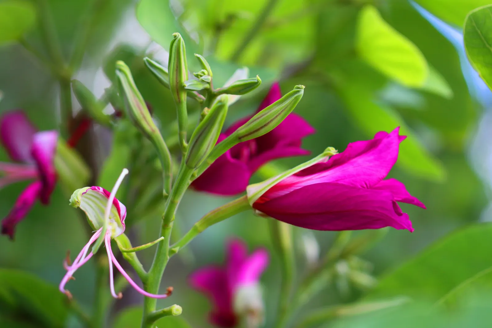 Purple Orchid Tree (Bauhinia Variegata) — Prefers full sun to partial shade and adapts to various soil types, adding both aesthetic and ecological, image 61