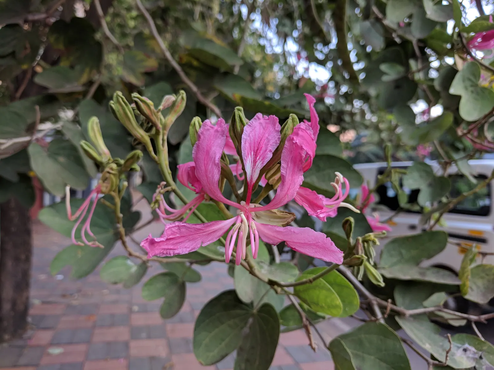 Purple Orchid Tree (Bauhinia Variegata) — the Purple Orchid Tree requires minimal pruning; vibrant green hue throughout the growing, image 78