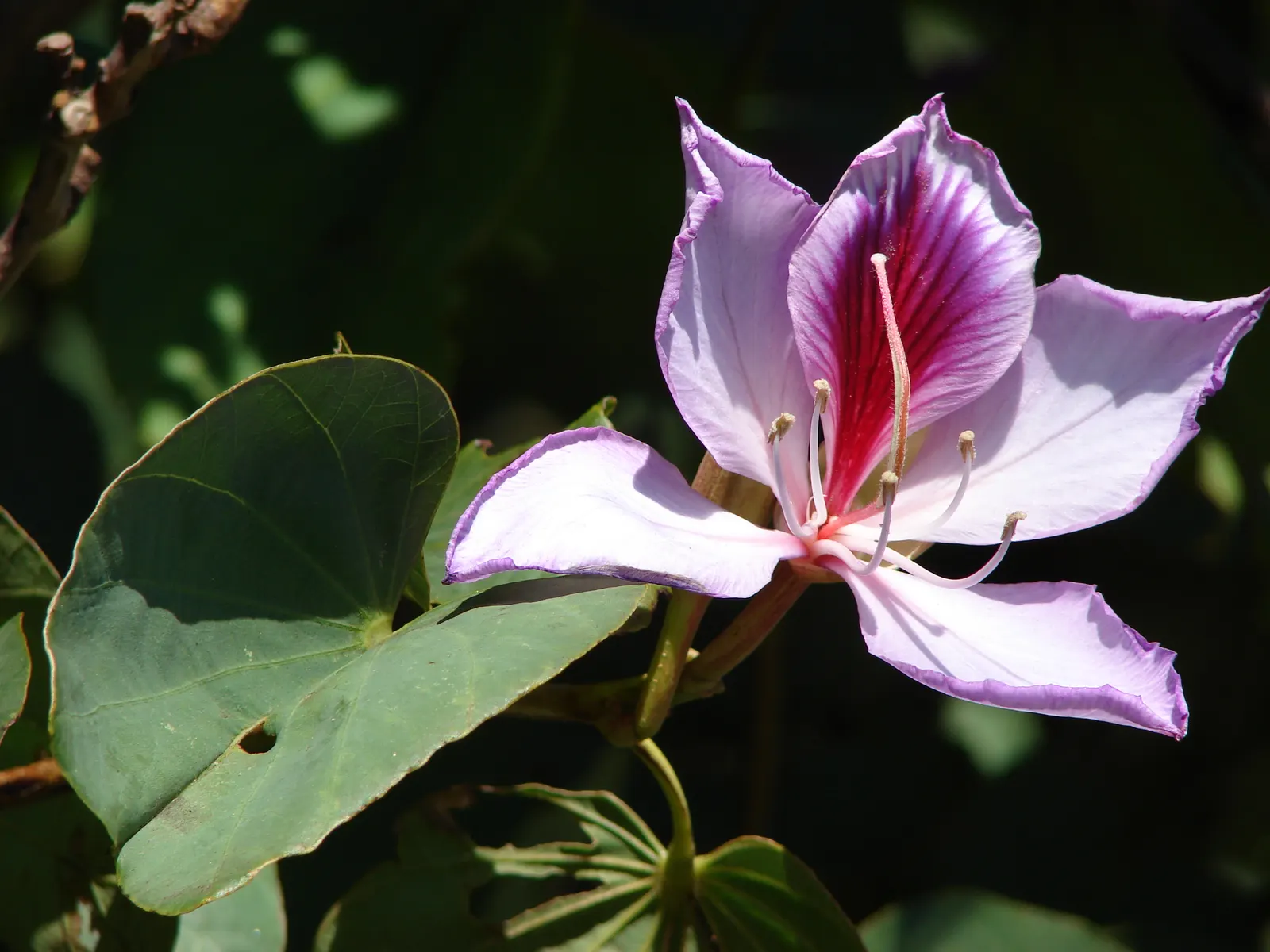 Purple Orchid Tree (Bauhinia Variegata) — Bauhinia variegata requires full sun to partial shade; this tree offers a spectacular purple splash to, image 73