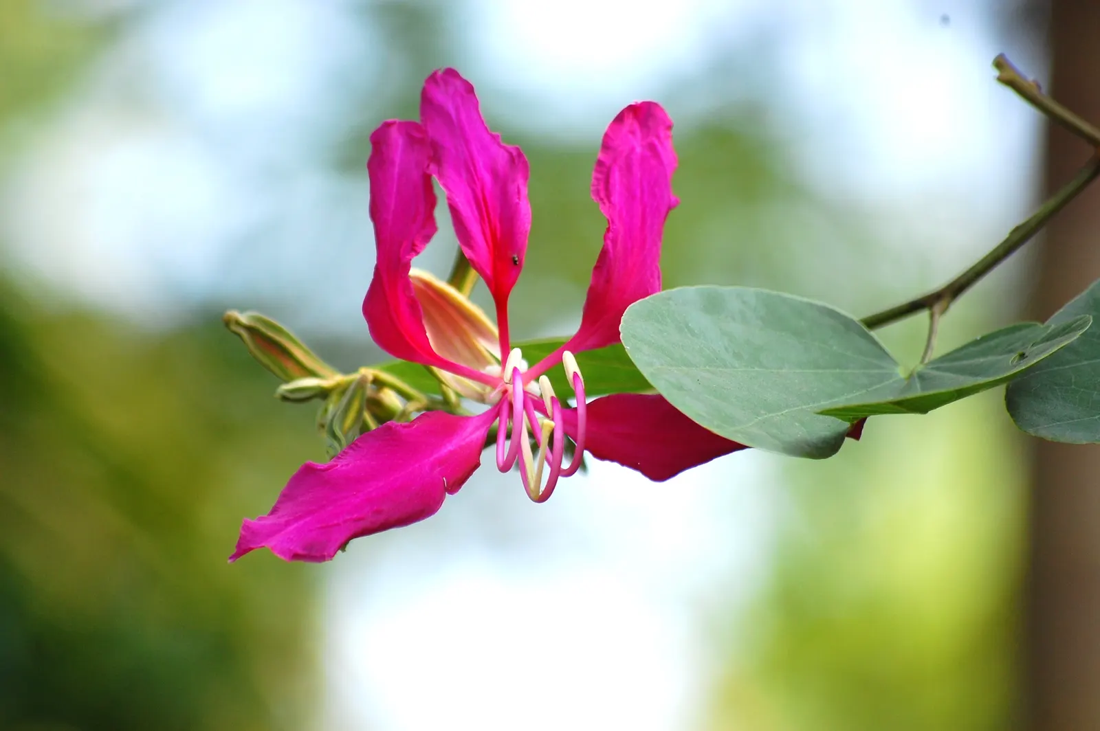 Purple Orchid Tree (Bauhinia Variegata) — The Purple Orchid Tree (Bauhinia variegata) is a stunning deciduous tree; this tree offers a spectacular, image 85