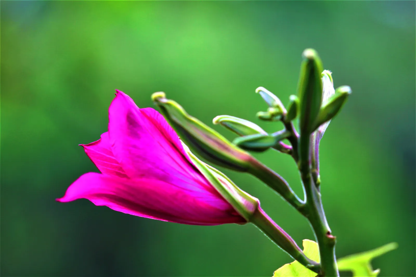 Purple Orchid Tree (Bauhinia Variegata) — Known for its distinctive twin-lobed leaves and brilliant orchid-like flowers that bloom in spring; it, image 59