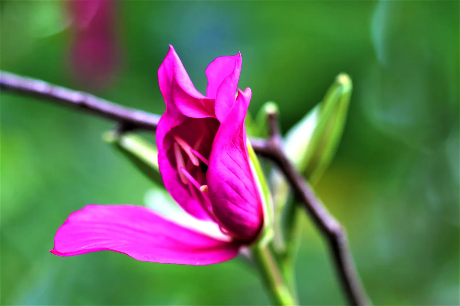 Purple Orchid Tree (Bauhinia Variegata) — providing a display that both the client and their visitors will admire year after year; this tree offers a