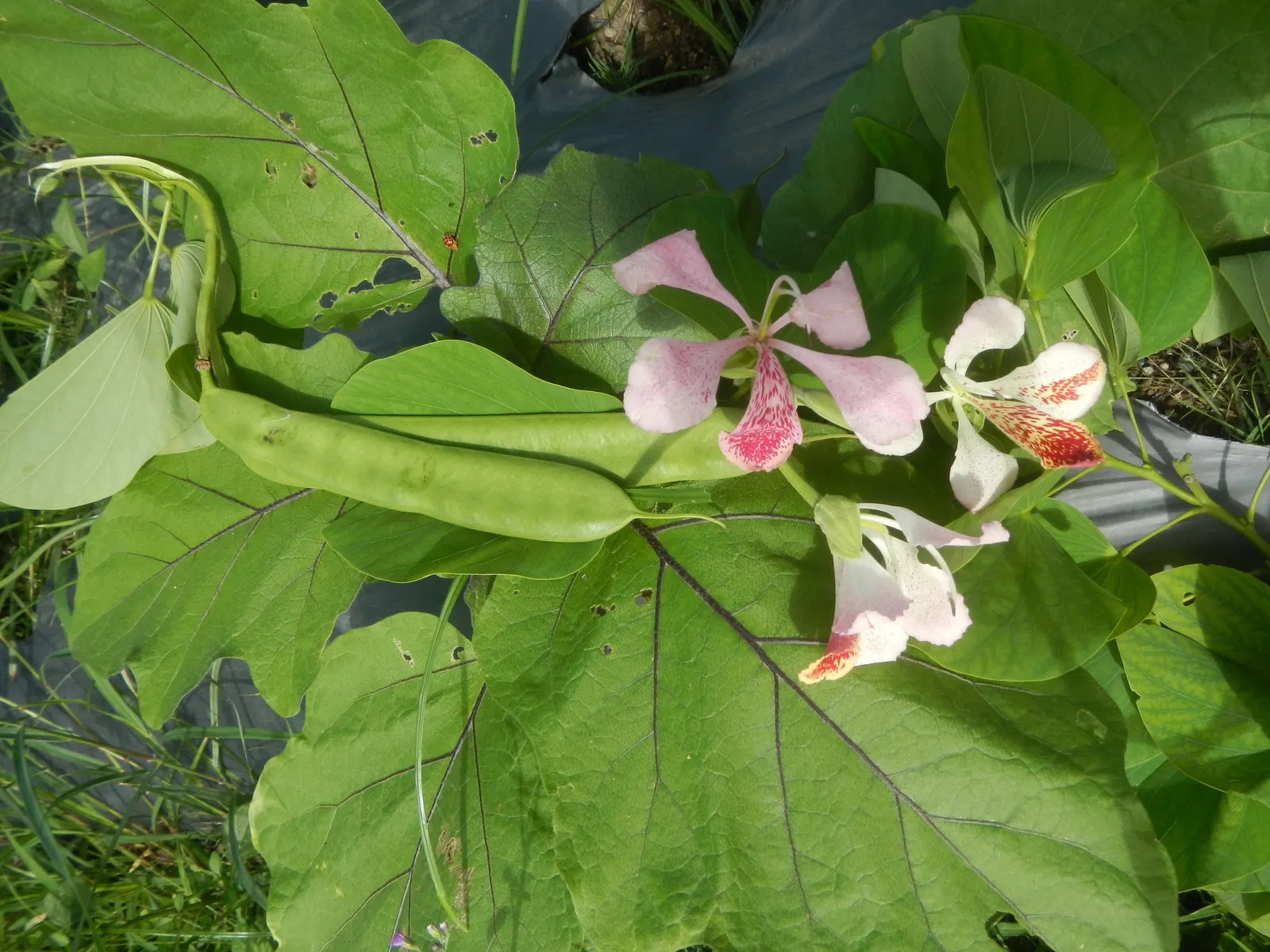 Purple Orchid Tree (Bauhinia Variegata) — displaying moderate drought tolerance once established; it flourishes in well-drained soils but adapts to, image 103