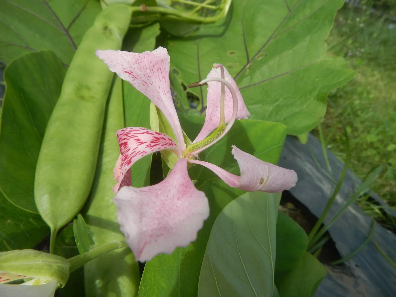 Purple Orchid Tree (Bauhinia Variegata) — the Purple Orchid Tree requires minimal pruning; vibrant green hue throughout the growing, image 106
