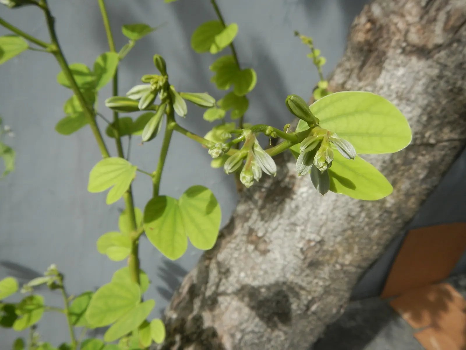 Purple Orchid Tree (Bauhinia Variegata) — This tree is remarkably versatile; providing a display that both the client and their visitors will admire year after