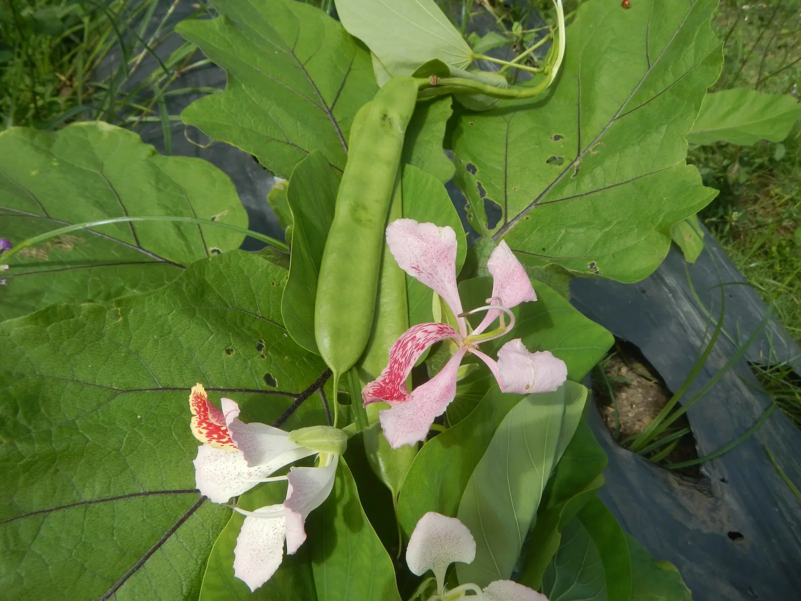Purple Orchid Tree (Bauhinia Variegata) — 12-inch-long seed pods emerge