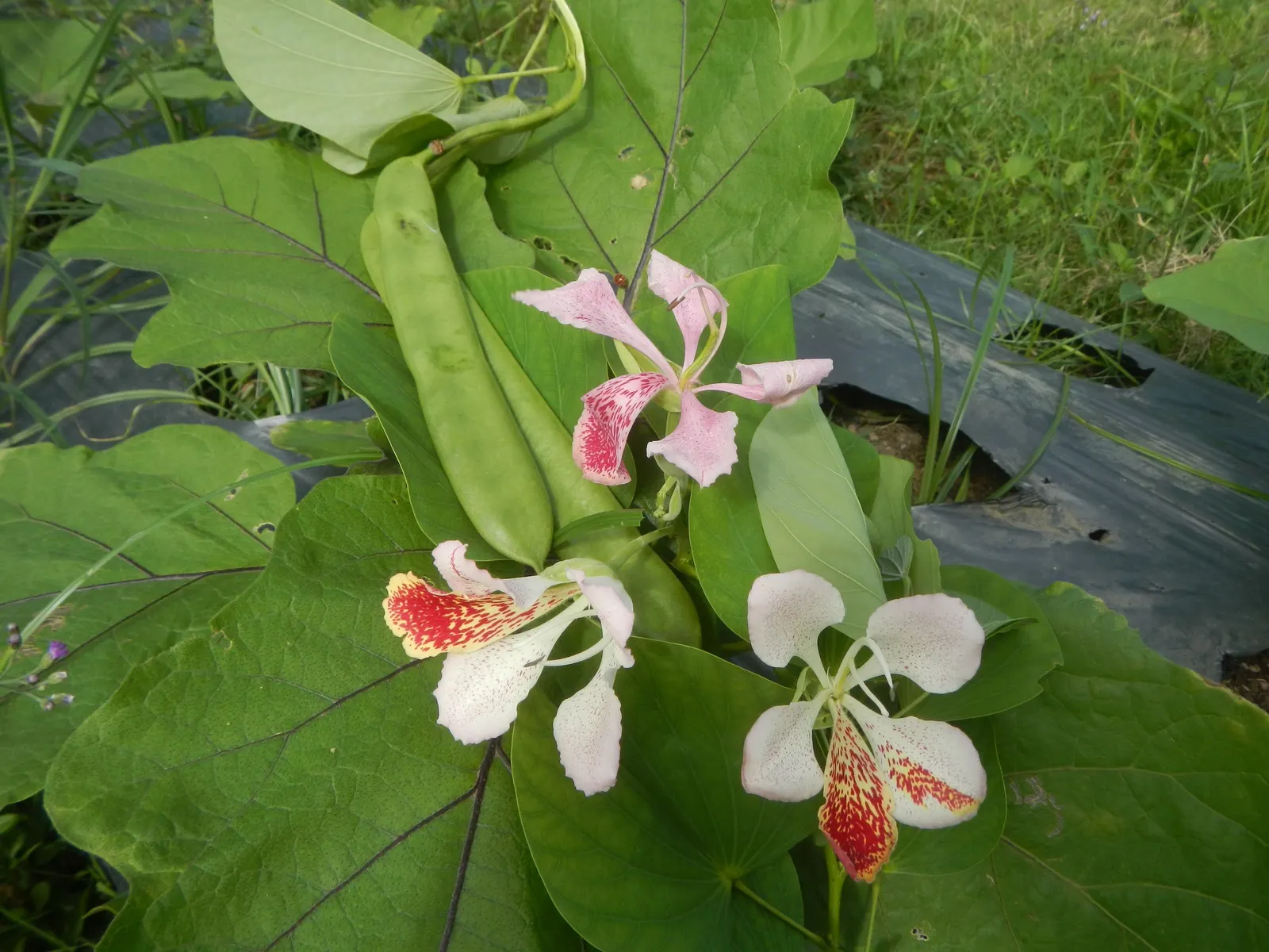 Purple Orchid Tree (Bauhinia Variegata) — ranges from 4 to 6 inches in width and exhibits a fresh; vibrant green hue throughout the growing, image 122