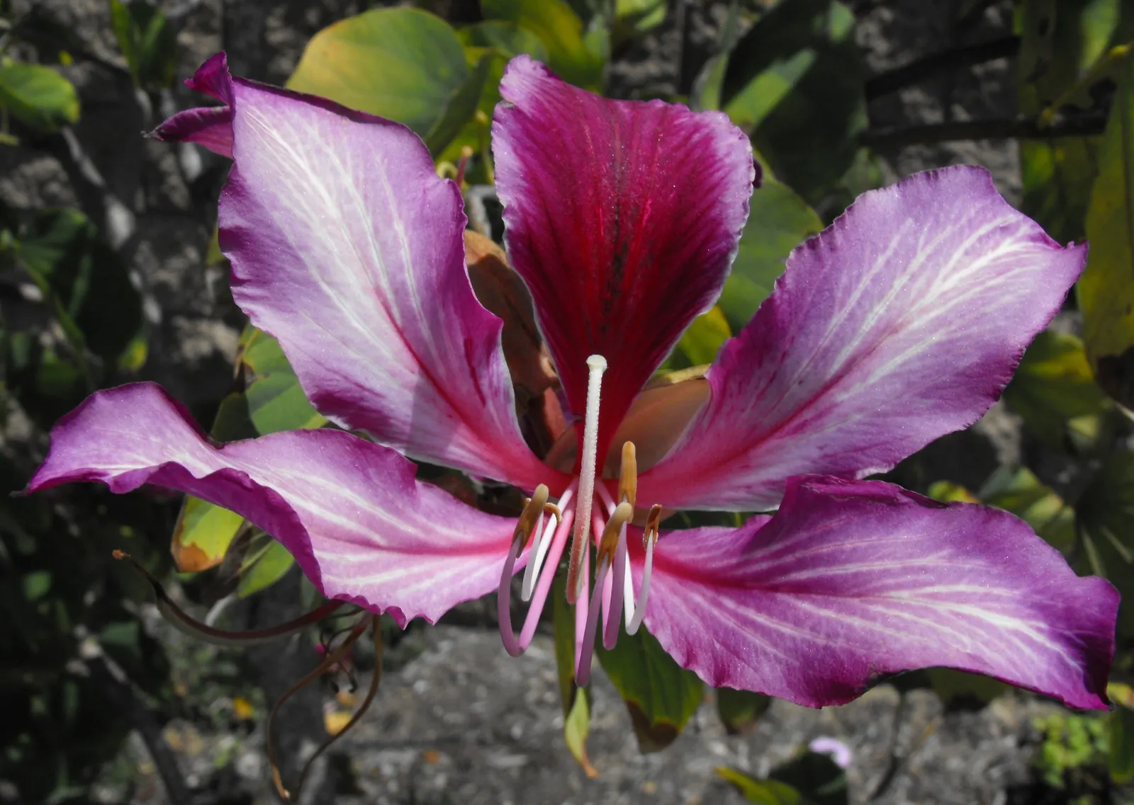 Purple Orchid Tree (Bauhinia Variegata) — tree with pink blooms